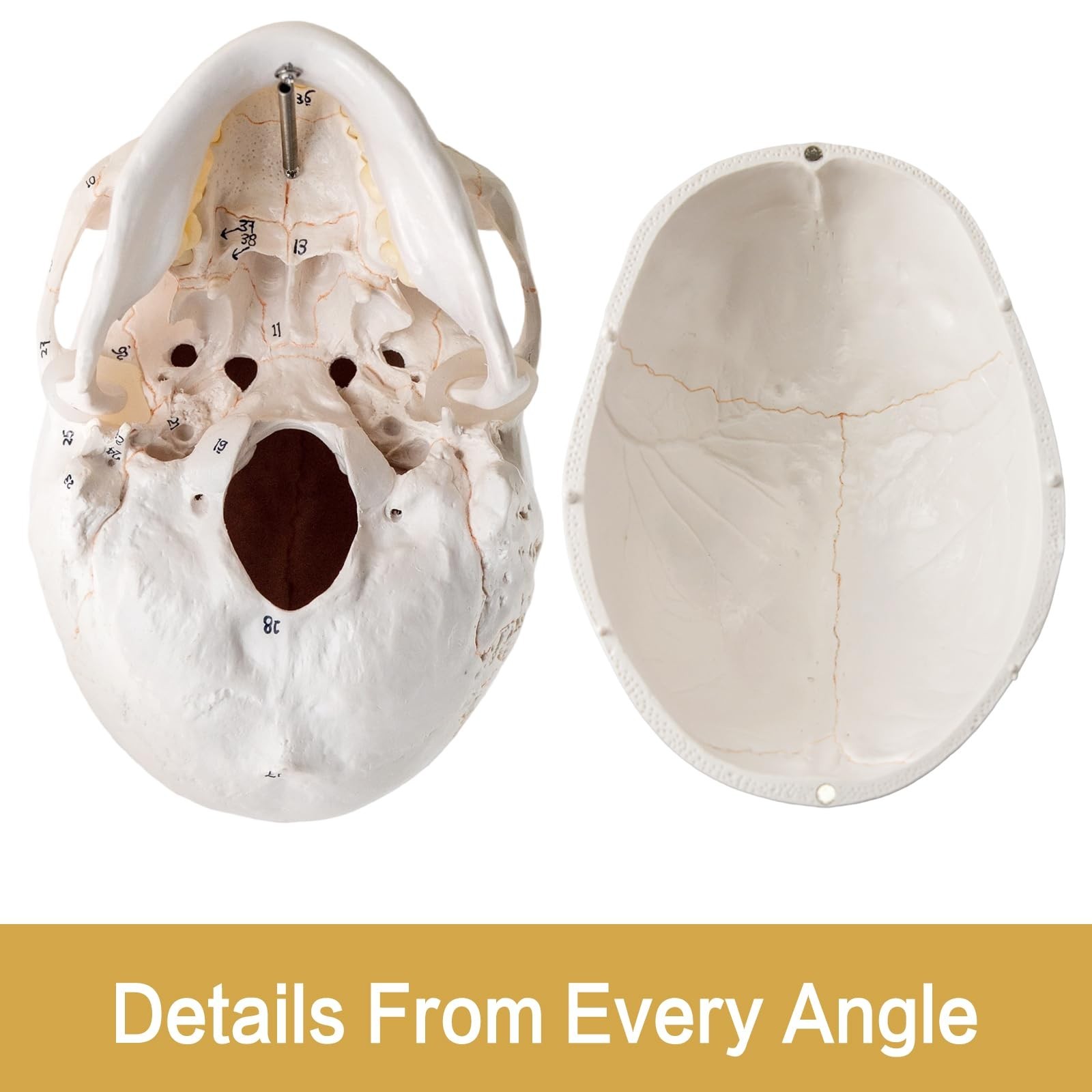 Life-Size 9″ Human Skull Model – 54 Medically Numbered Anatomical Parts,Medic…
