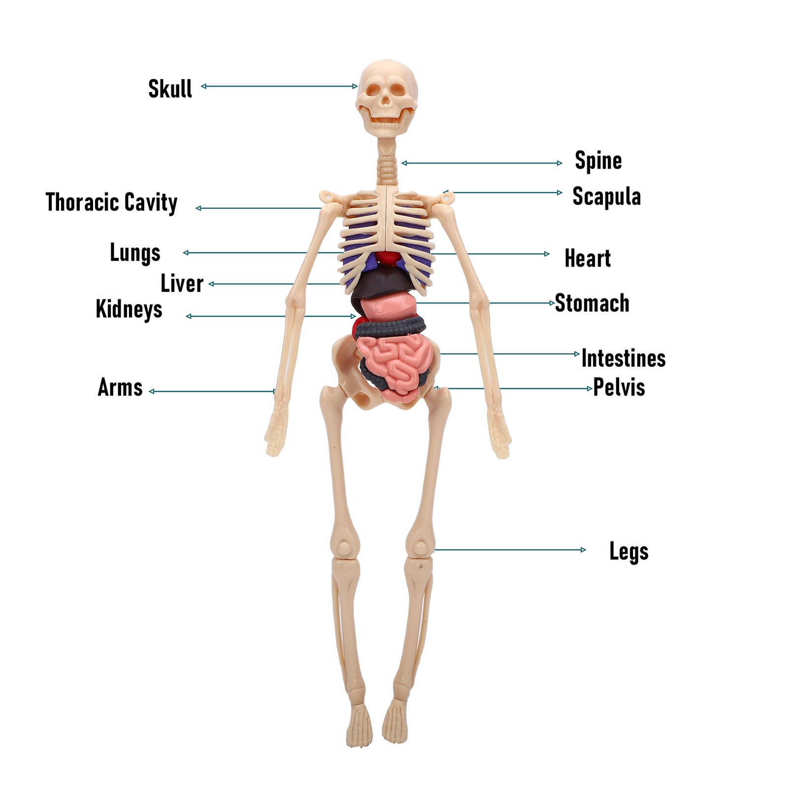 1-Clear Human Body Skeleton Model Kit 3D Human Anatomy Structure Model Kit