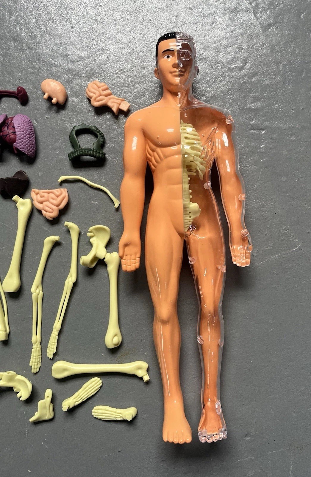 3D Human Body Anatomy Model DIY Skeleton Toy Removable Parts for Kid Aldult