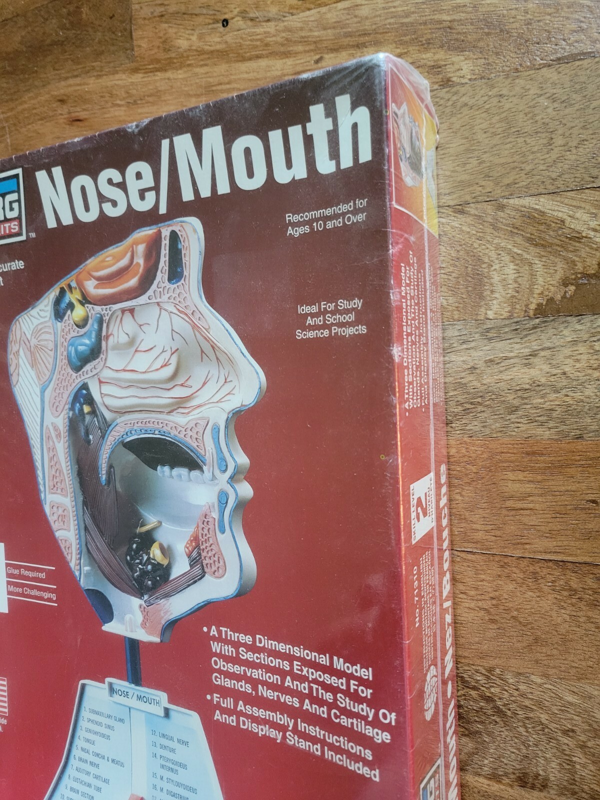 Lindberg Science Kits: Nose/Mouth Skill Level 2 New Unassembled Healthcare Model