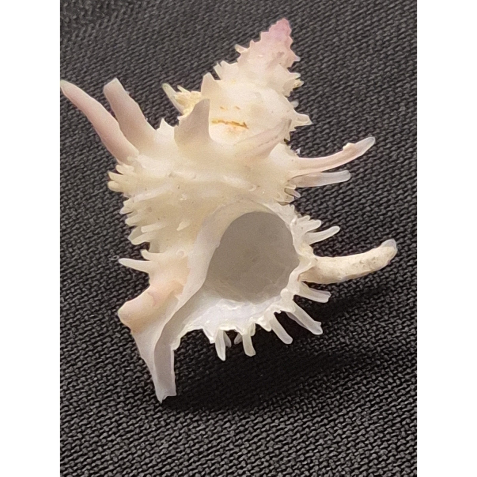 Latiaxis nakayasui 30mm Spiny Seashell Panglao Bohol Philippines w/ Label