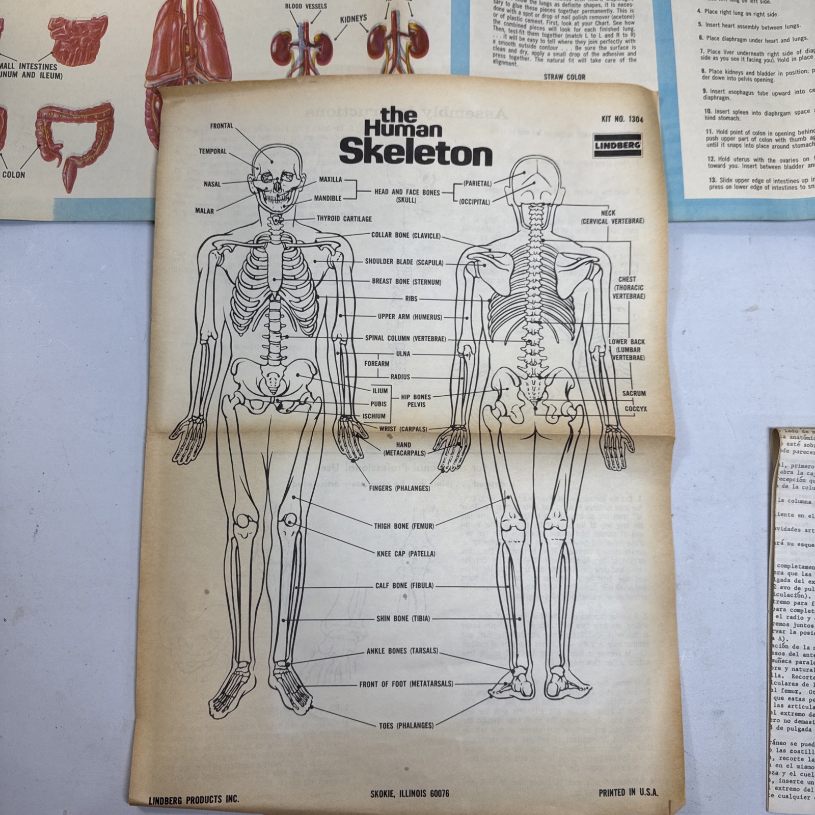 Vtg 70s Oddities Modern Man Skeleton With Vital Organs Model Kit Lindberg Weird