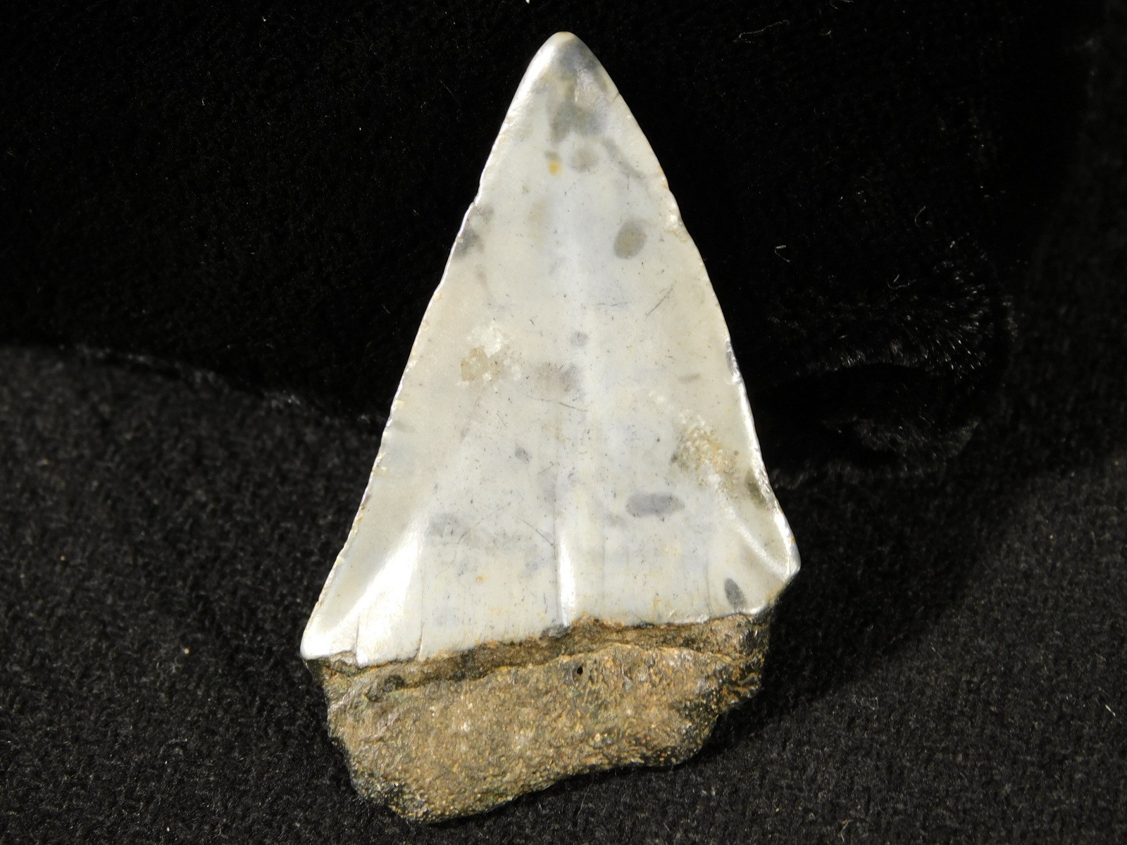 Ancestral Great WHITE SHARK Tooth Fossil 100% Natural 10.0gr