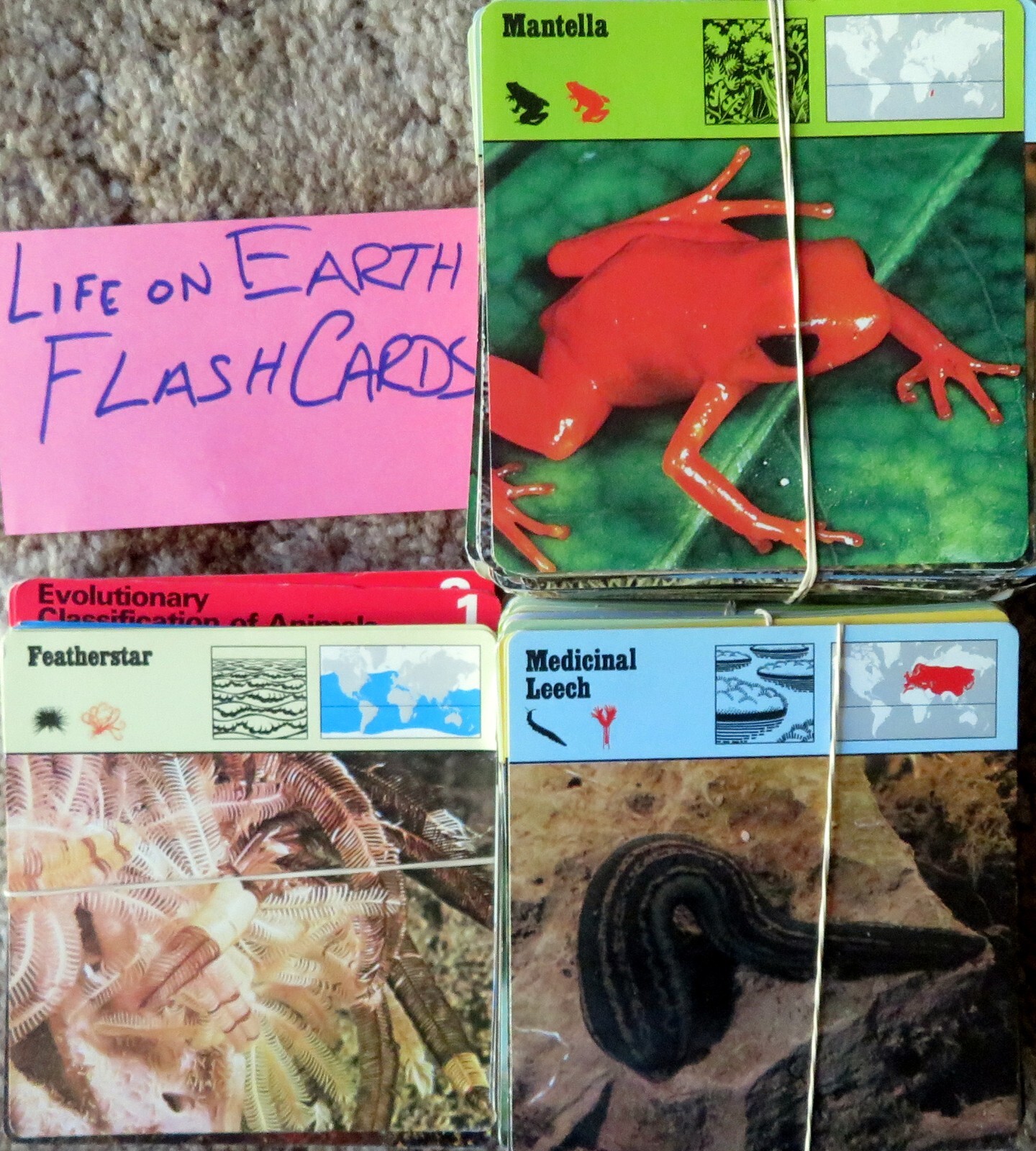 LIFE ON EARTH FLASH CARDS – Unknown number, unchecked