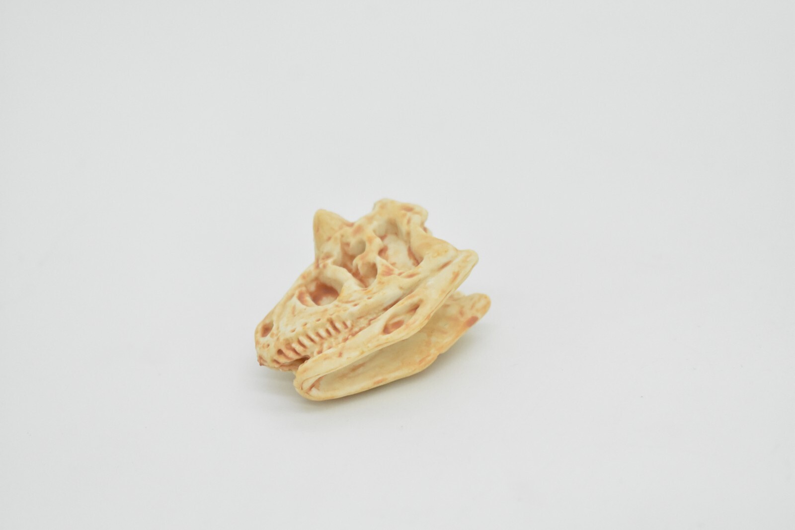 Carnotaurus, Education,Dinosaur Skull Fossil, Very Realistic Rubber Toy Model 2″
