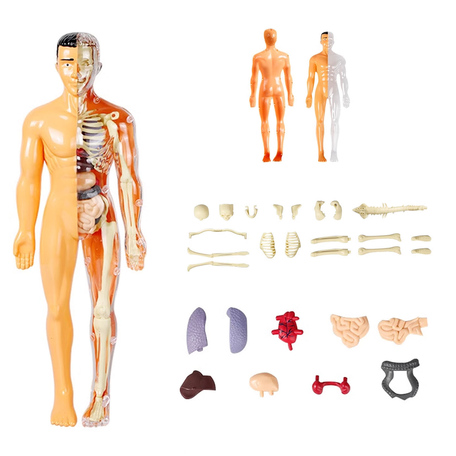 3D Human Body Anatomy Model DIY Skeleton Toys Educational Science Kit for Kid