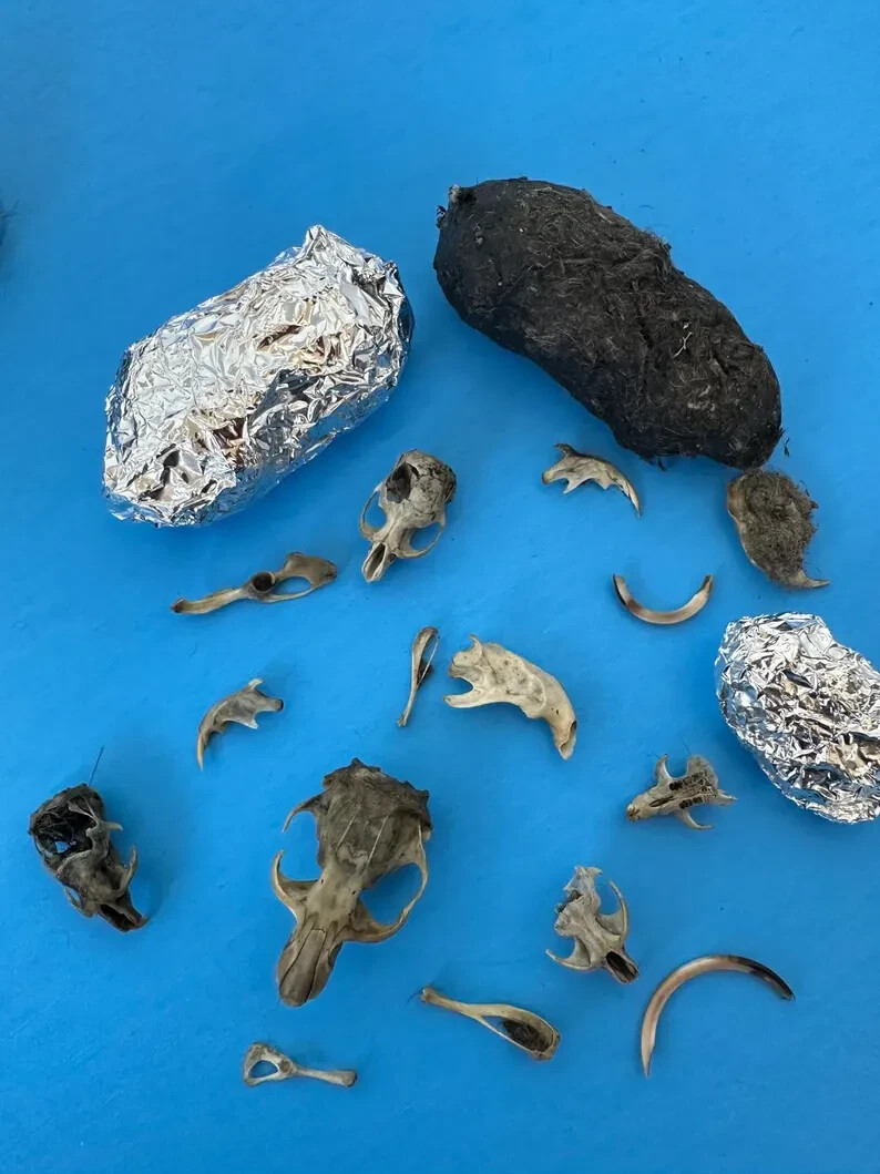 6 Large Owl Pellet Pack (2+ inch)