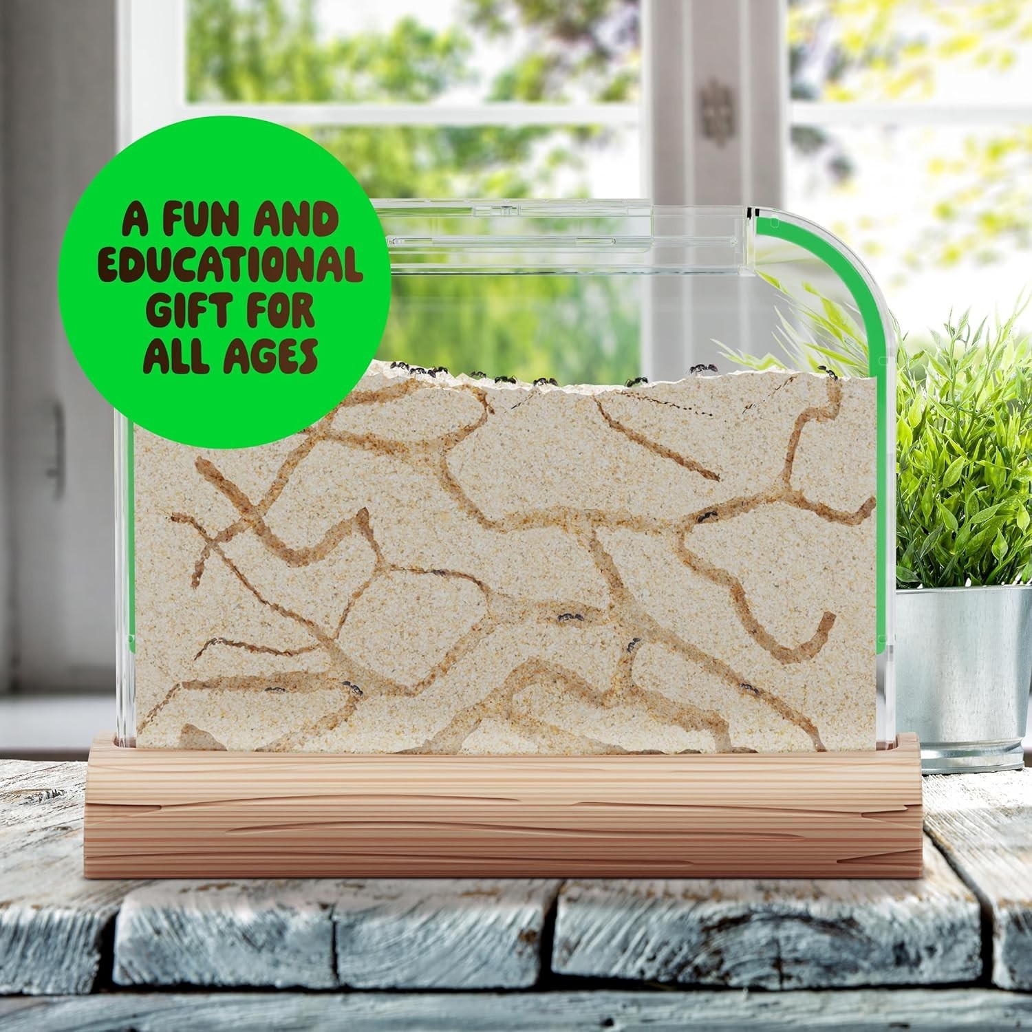 Ant Farm Kit for Kids – Farms Colony – Includes Ants Voucher – Sand Habitat K…