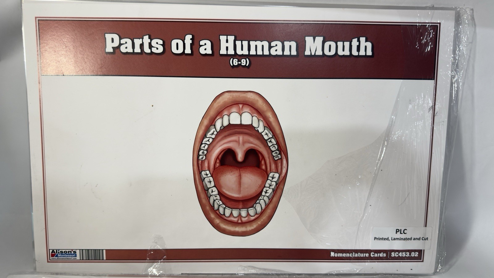 Montessori Nomenclature Cards White Blood Cell (3-6) (6-9) Human Mouth Parts 6-9