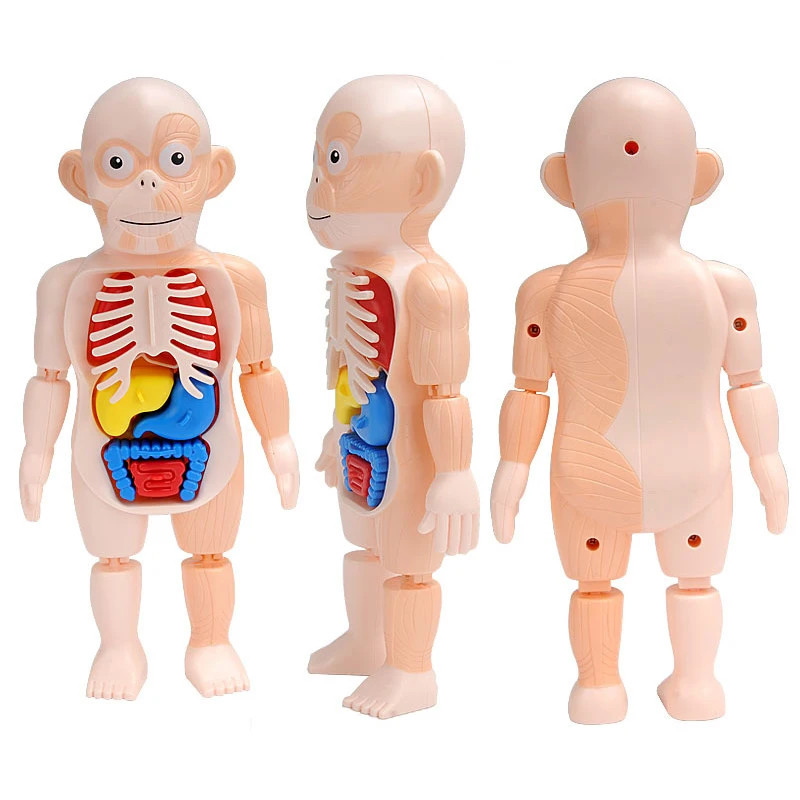 3D Human Body Torso Model Educational Assembly Learning DIY Toys Human Body Orga