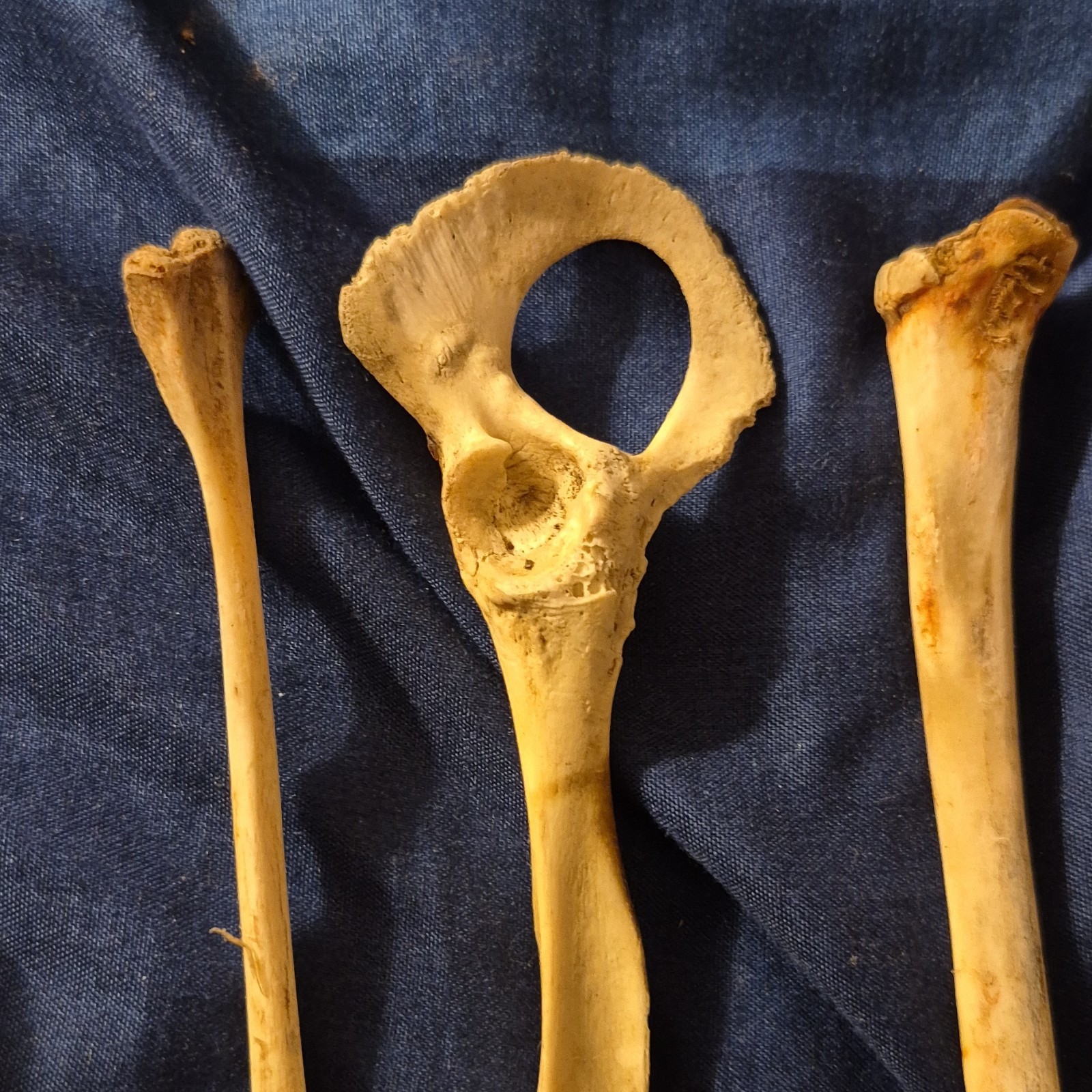 Animal Skull and Bone Collection with Vertebrae and Limb Bones