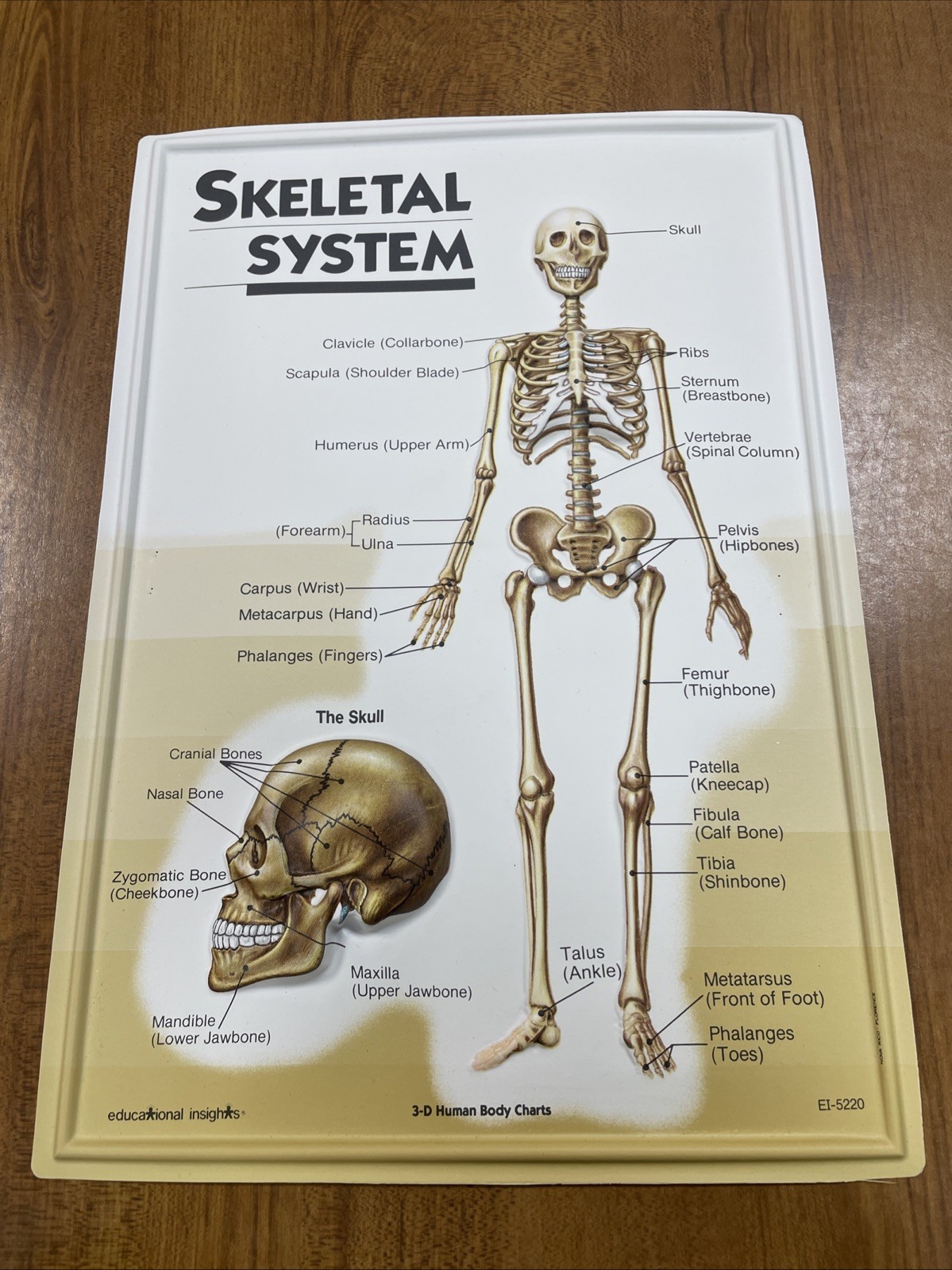 3D Human Body Charts Skeletal System EI-5220 MINT Educational Insights 9×13”