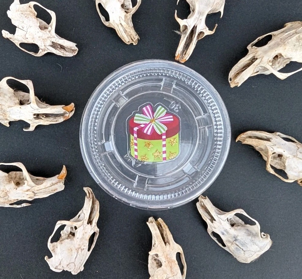 10 Owl Pellet Skulls with/without Braincases. Bone Brush/ Chart/Storage.