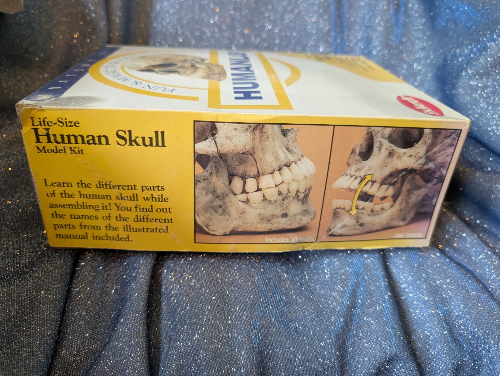 1993 Vintage Skilcraft Life-Size Human Skull Anatomy Kit