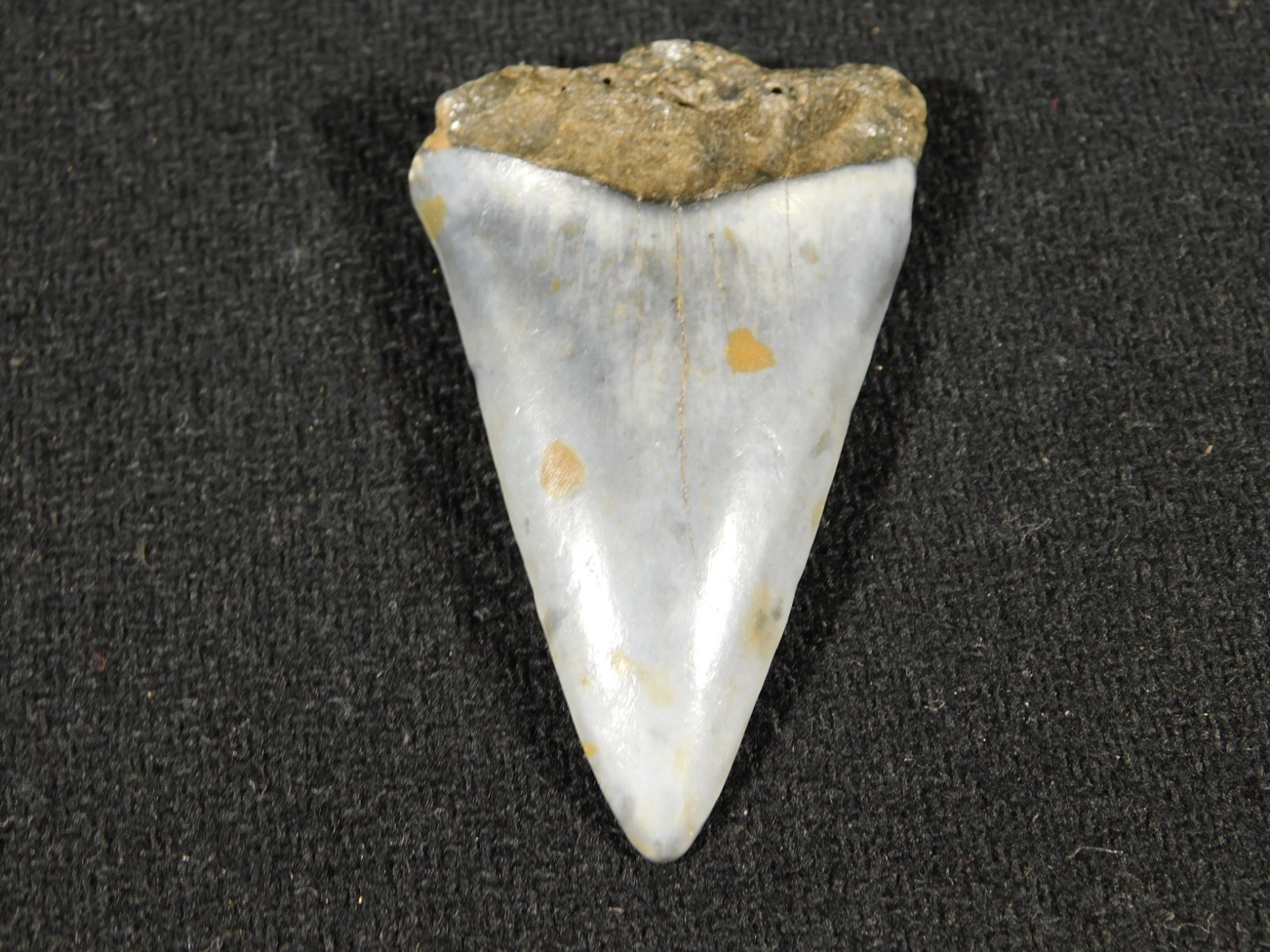 NICE! Ancestral Great WHITE SHARK Tooth Fossil 100% Natural 6.31