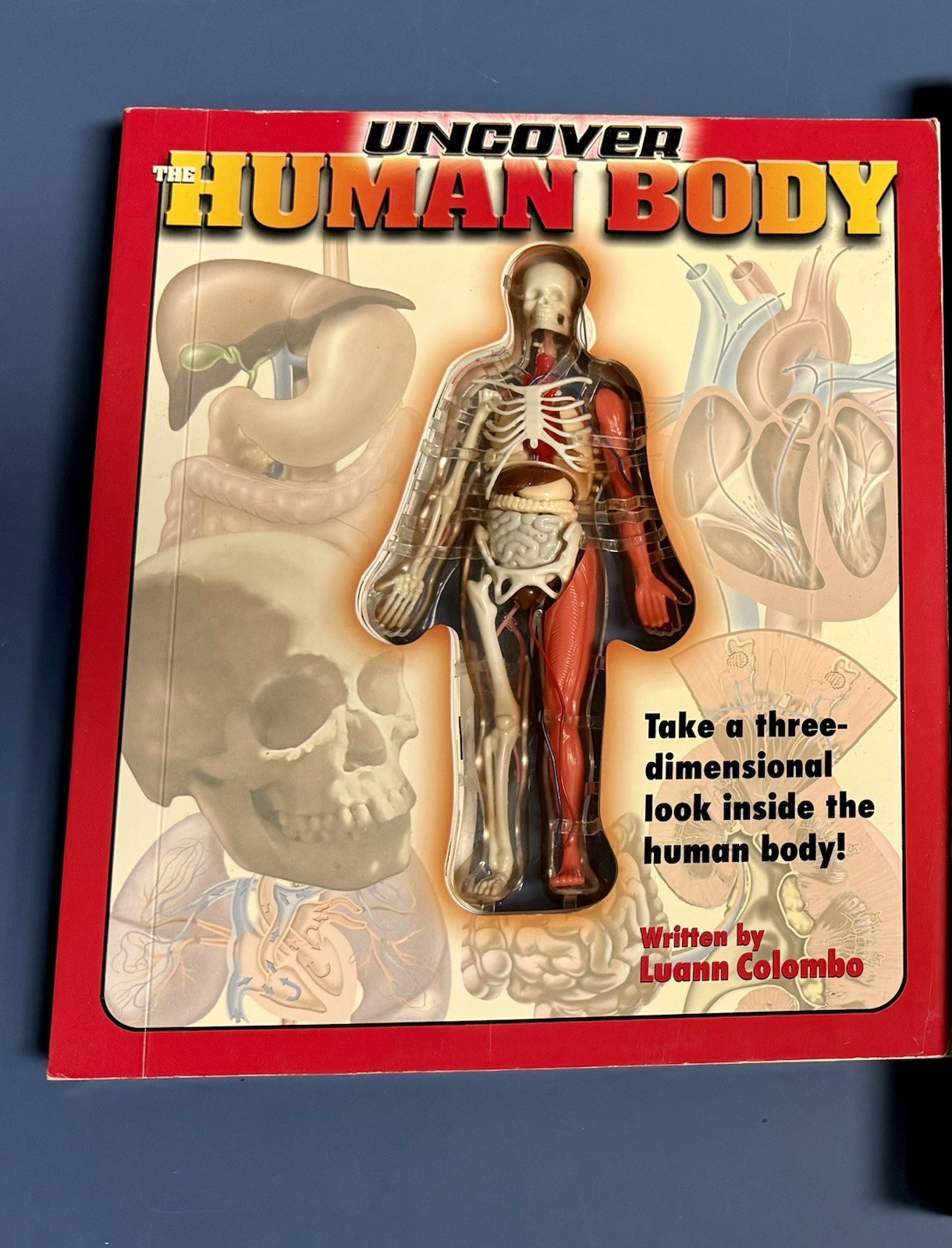 Silver Dolphin Uncover Human Body 3D Model Book by Luann Colombo