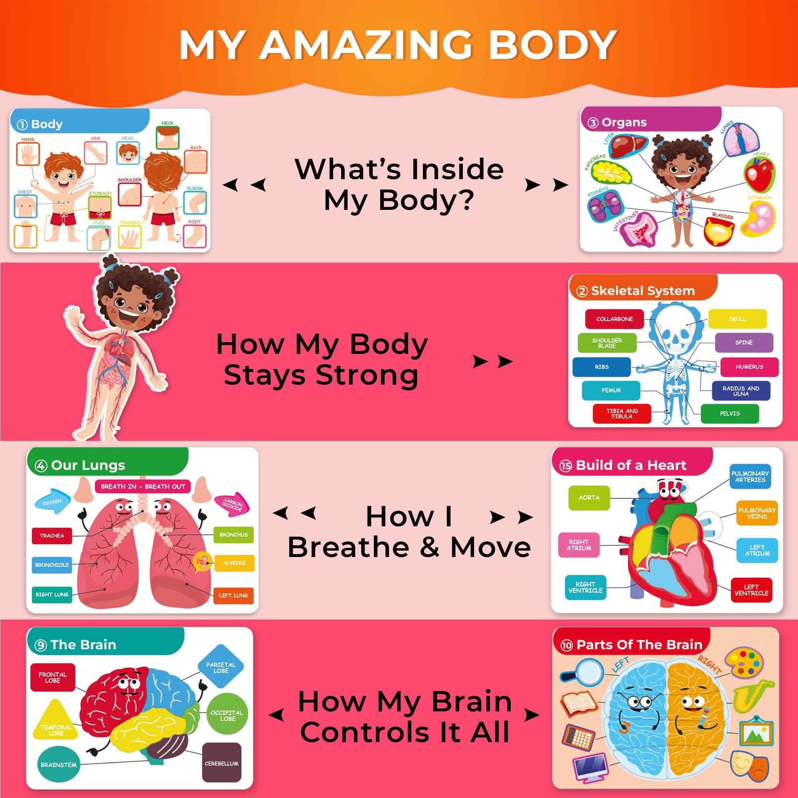 QUOKKA Human Body Busy Books for Kids Ages 4-8 – Fun Medium, Our