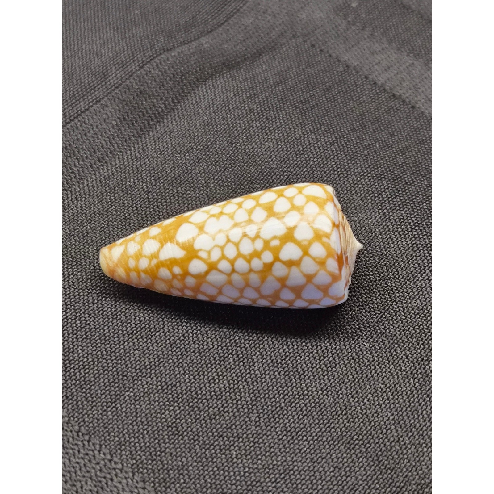 Conus cordigera Cone Shell 35mm Balabac Palawan Philippines w/ Data Tag