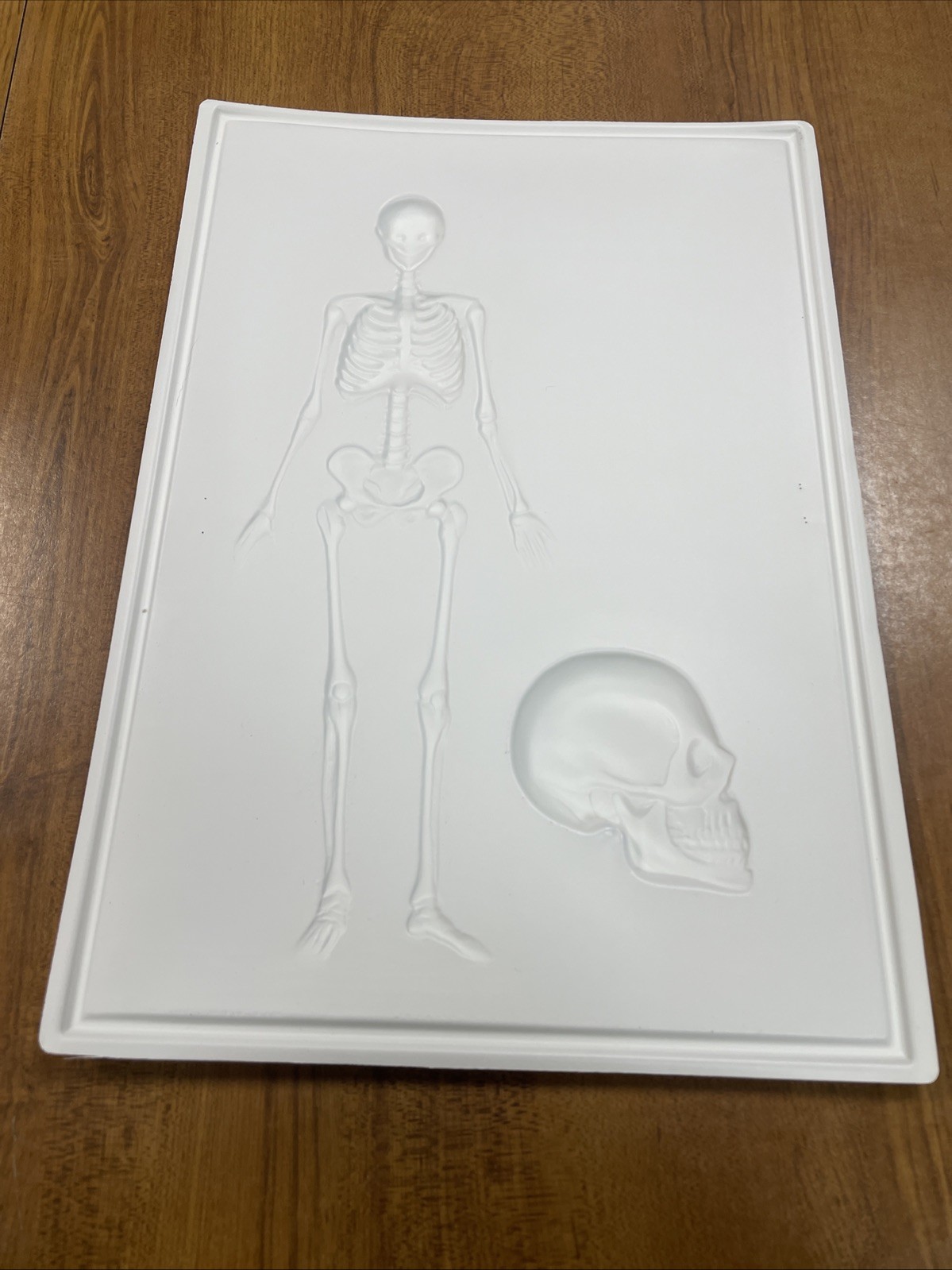 3D Human Body Charts Skeletal System EI-5220 MINT Educational Insights 9×13”