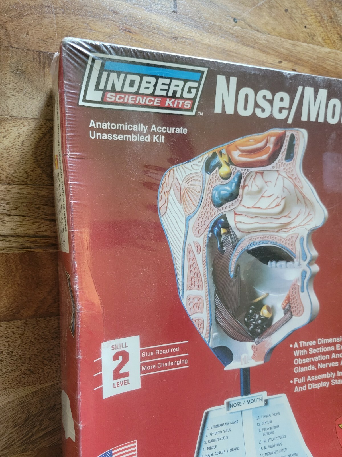 Lindberg Science Kits: Nose/Mouth Skill Level 2 New Unassembled Healthcare Model