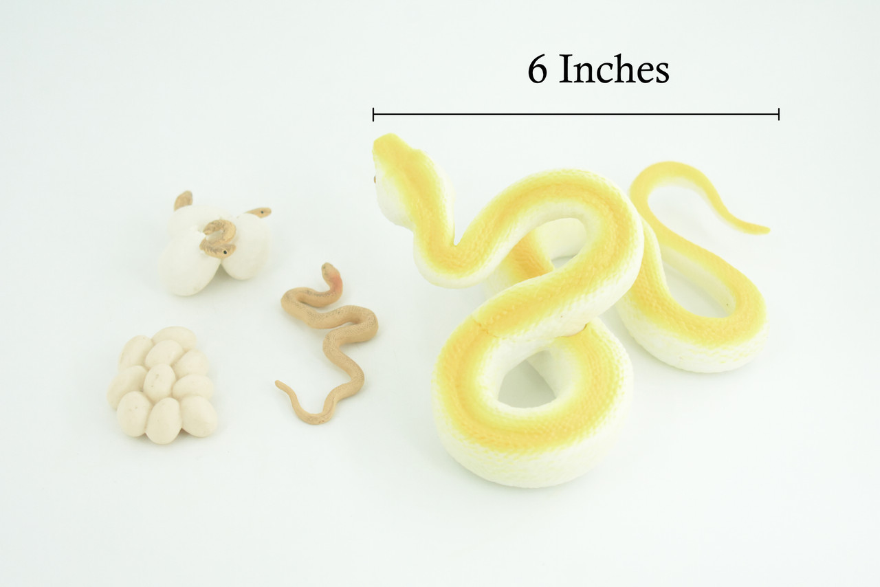 Burmese Python Life Cycle, 4 Piece Set, Hand Painted Rubber Snake 6″ CH886 BB201