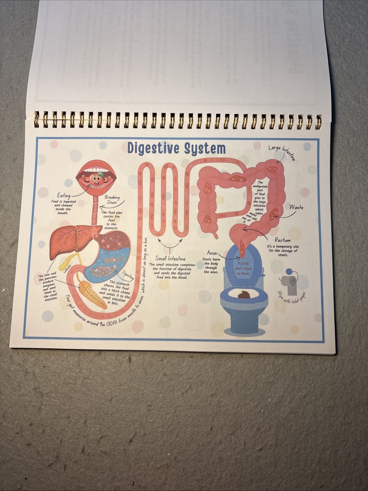 Human Body Anatomy Busy Book for Kids Ages 4-8. Montessori Body Model