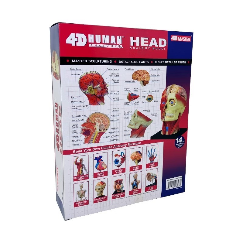 4D Human Anatomy Head Anatomy Model 14 Detachable Parts Educational Tool