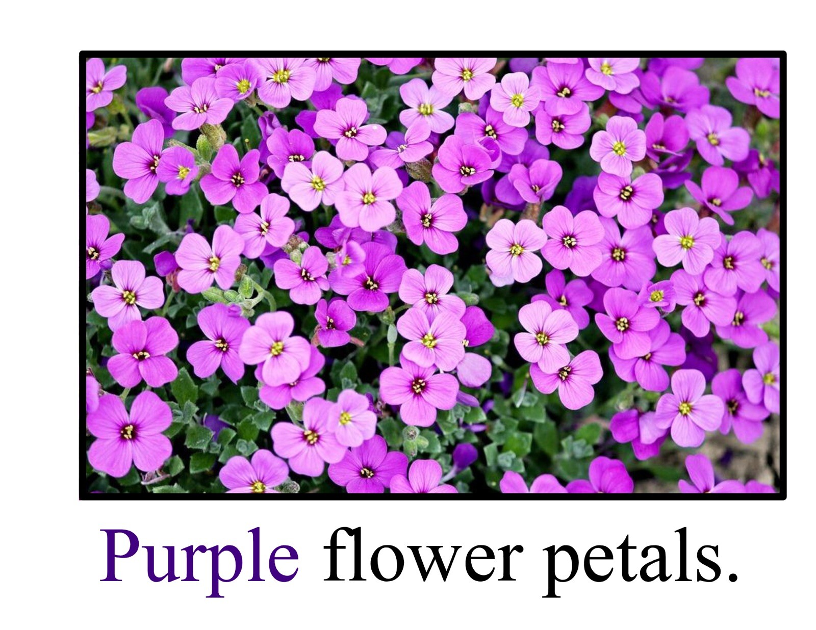 Purple | Pretty Purple Posy | LEARNING COLORS | Spiral Bound Picture Book