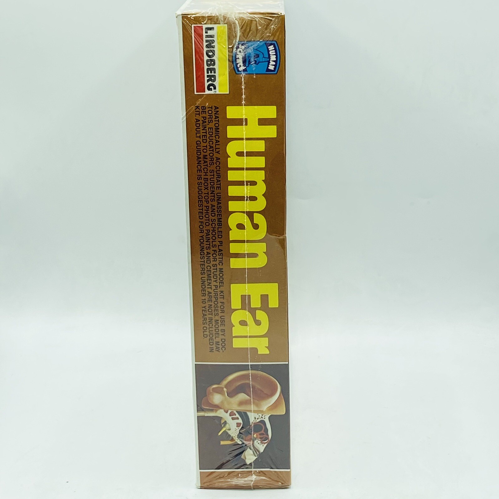Vintage 96’ Lindberg HUMAN EAR Model Kit Complete In Sealed Box #1337