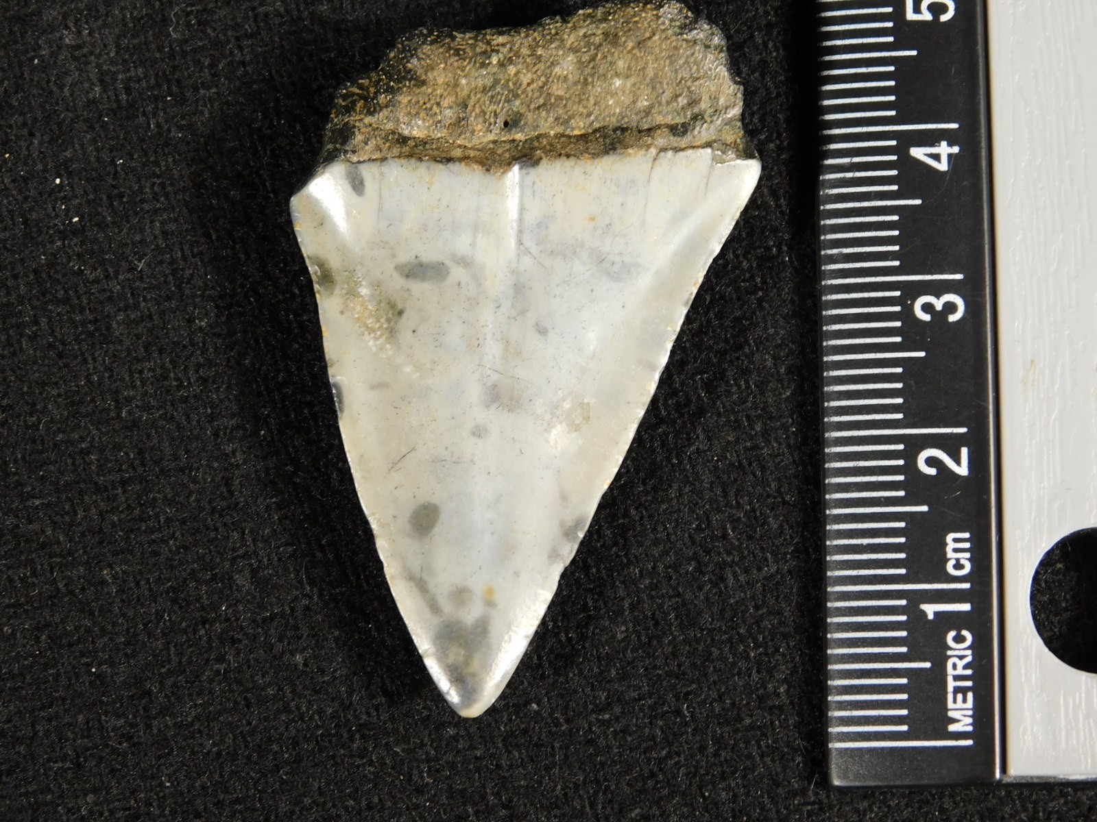 Ancestral Great WHITE SHARK Tooth Fossil 100% Natural 10.0gr