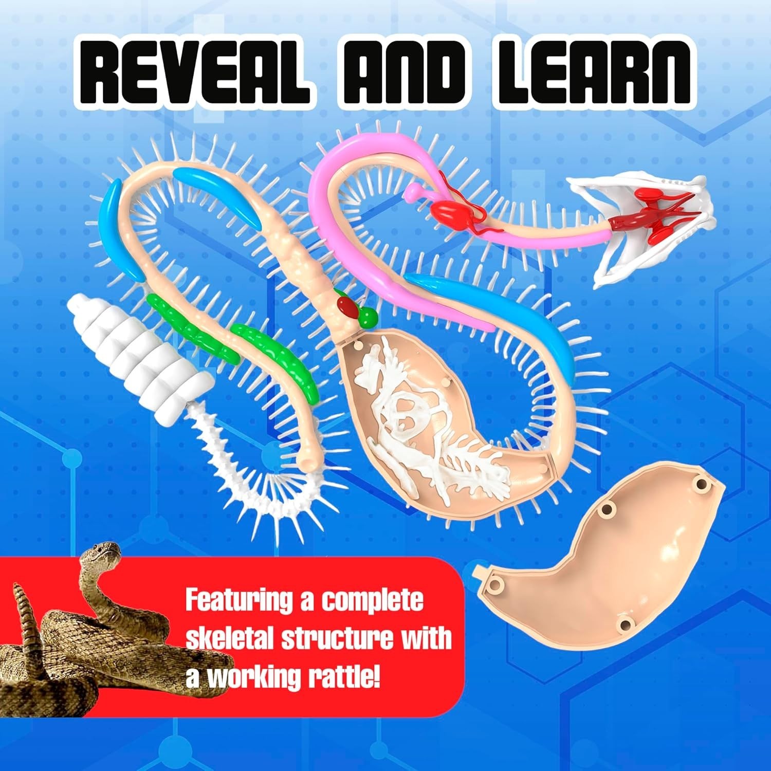Rattlesnake Super Lab Kit for Kids, Synthetic Dissection Kids Science Kit to …