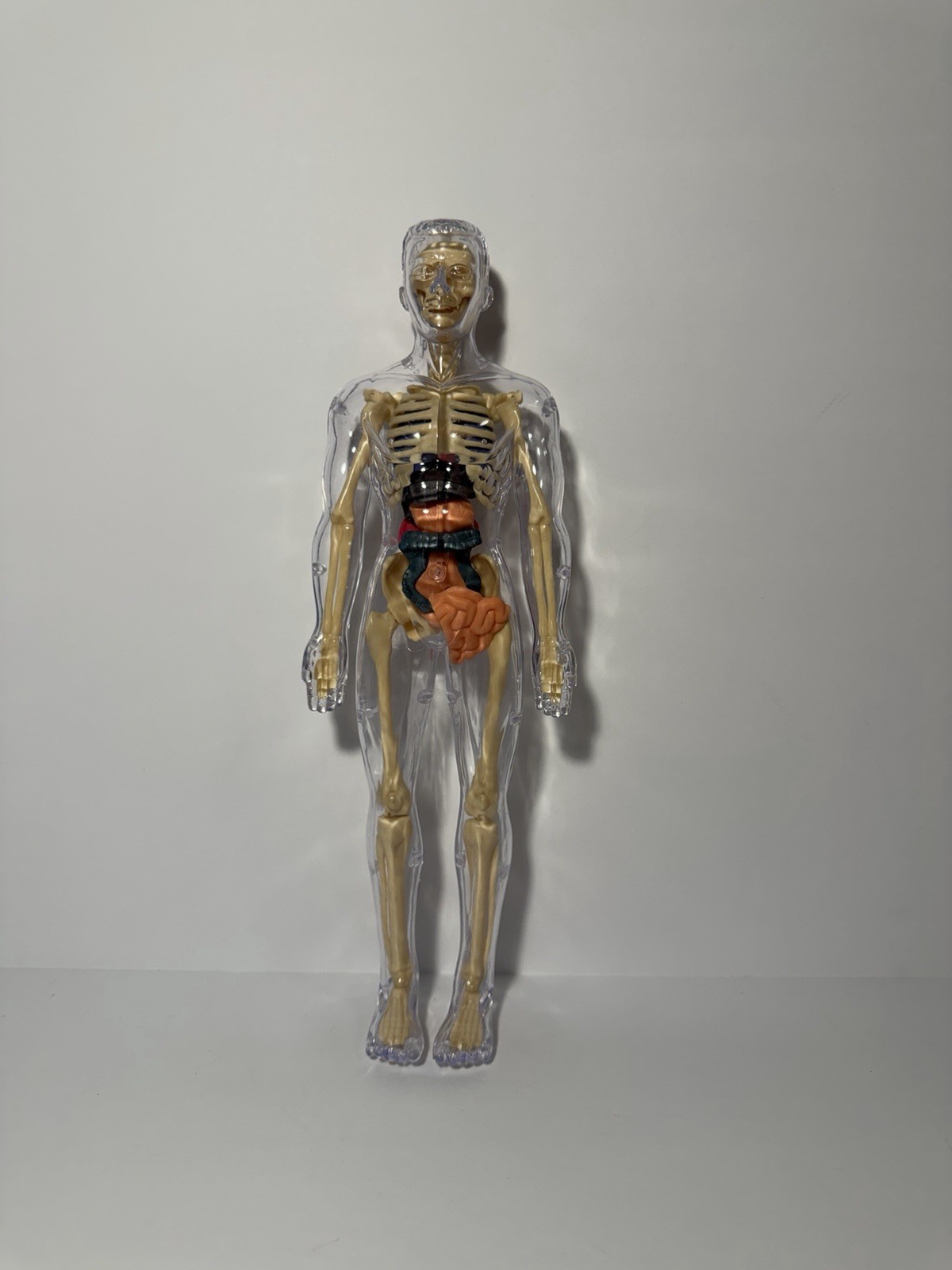 3D Human Body Anatomy Model Fully Transparent DIY for Kid Removable Skeleton Toy
