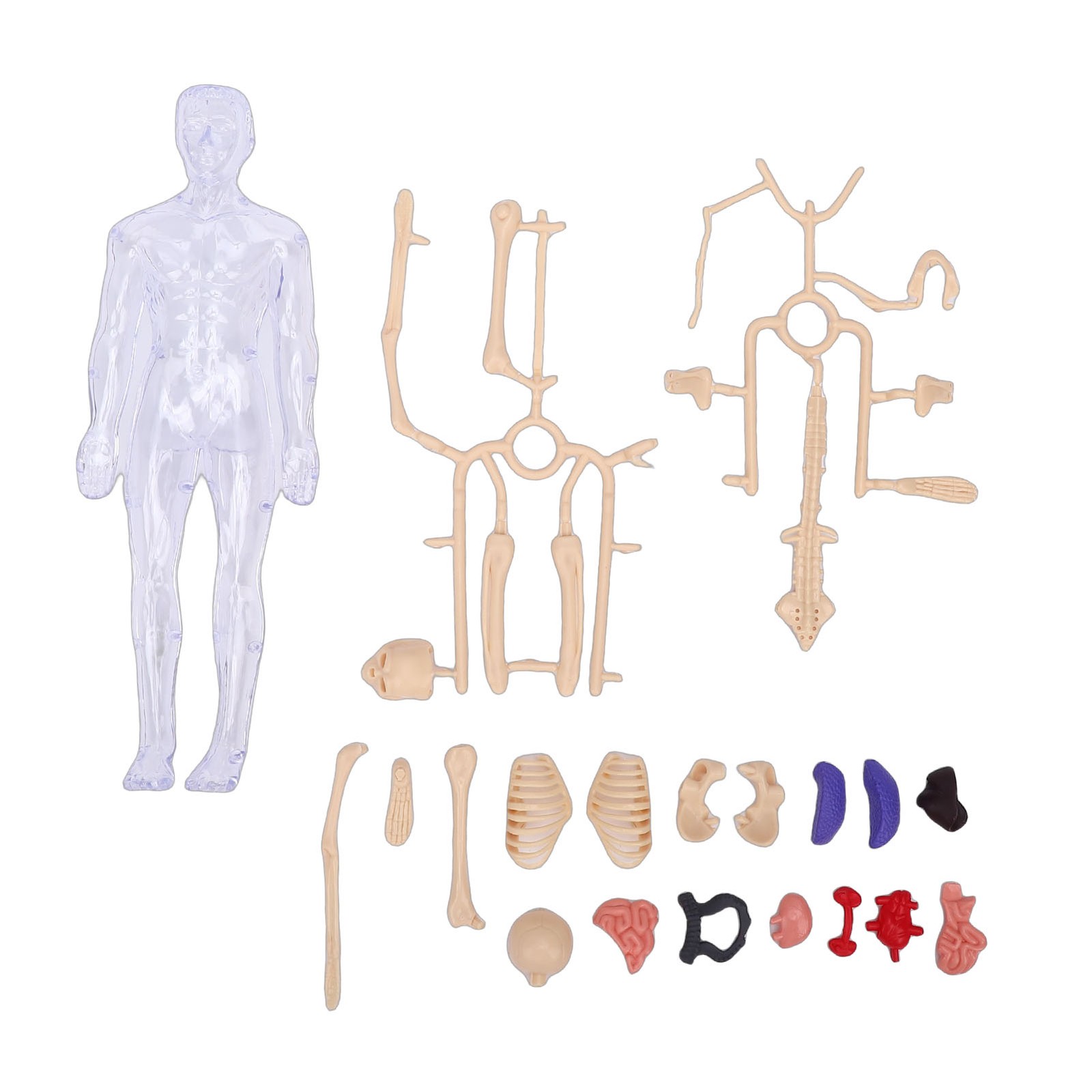 1-Clear Human Body Skeleton Model Kit 3D Human Anatomy Structure Model Kit