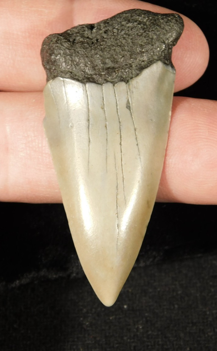 Long Ancestral Great WHITE SHARK Tooth Fossil 100% Natural South Carolina 12.6gr