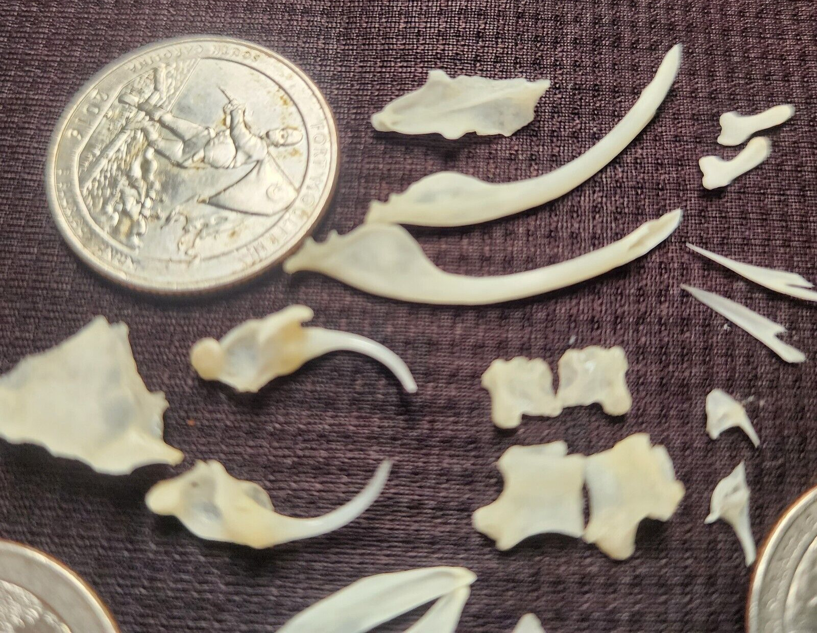 🔥Western Diamondback Rattlesnake Snake Skull Puzzle 34p FANGS SPECIMEN SK22