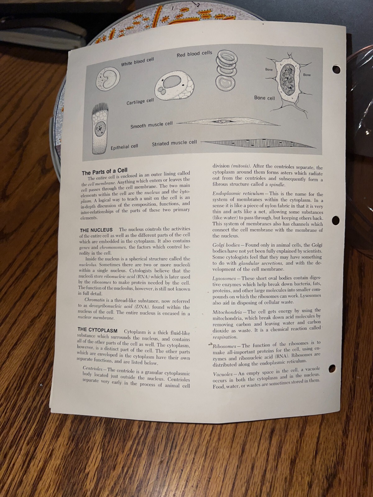 Hubbard Scientific 3-D Biological Cell Model Globe 1968