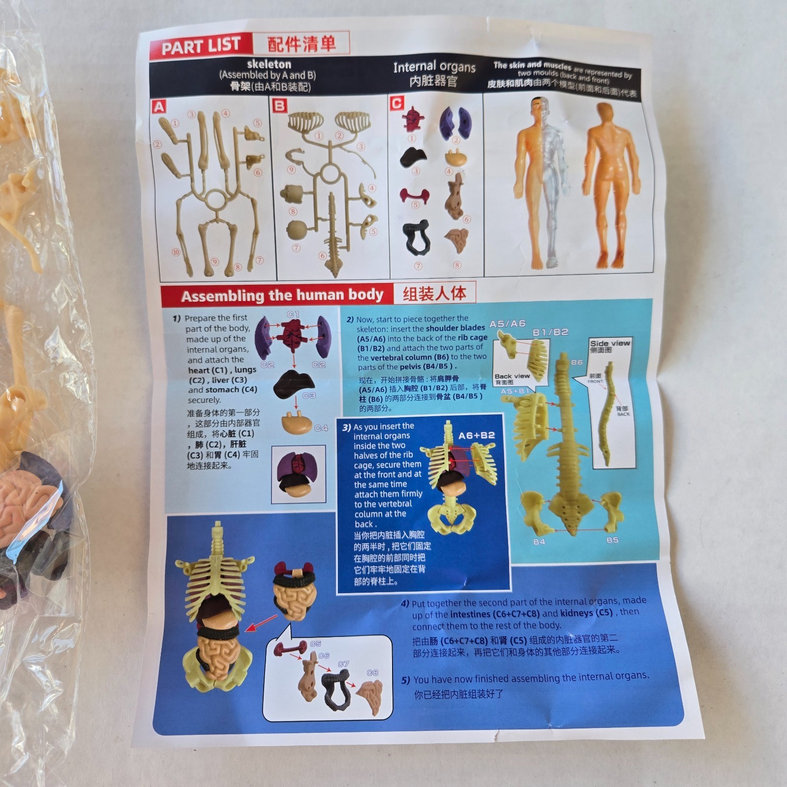 Human Anatomy Model Kit, 3D Detachable Body Parts Skeleton Viscera Organs