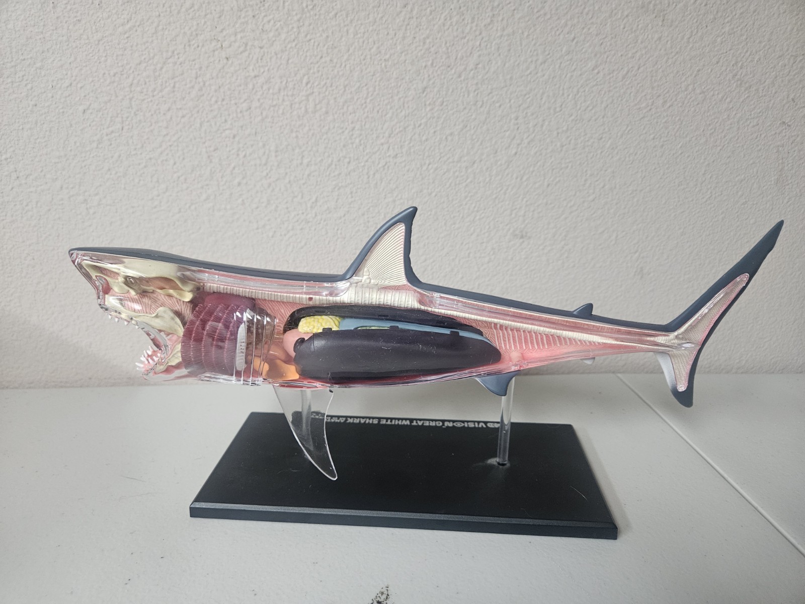 4D Vision Great White Shark Anatomy Model Removable Organs Display Stand