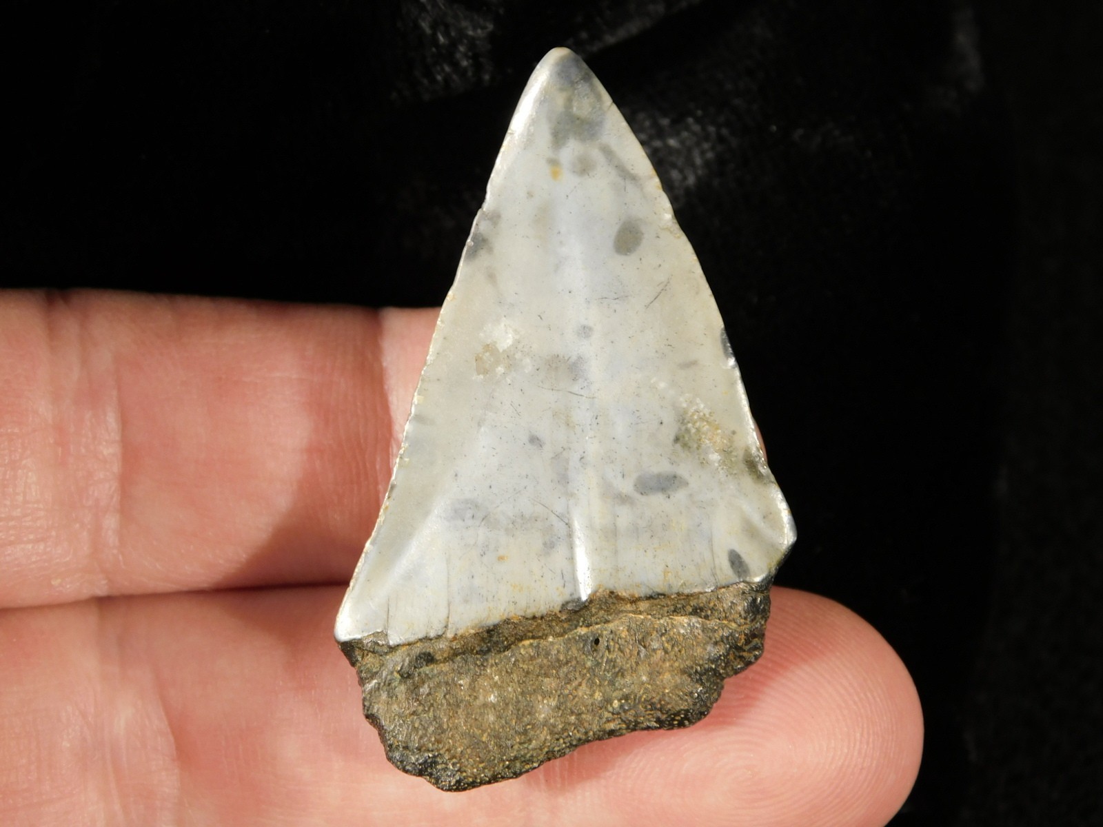 Ancestral Great WHITE SHARK Tooth Fossil 100% Natural 10.0gr