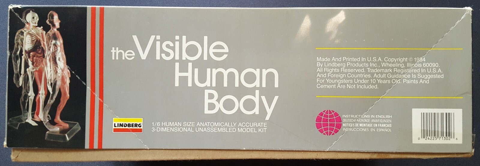 THE VISIBLE HUMAN BODY 1984 1/6 scale PLASTIC 3D MODEL KIT by LINDBERG