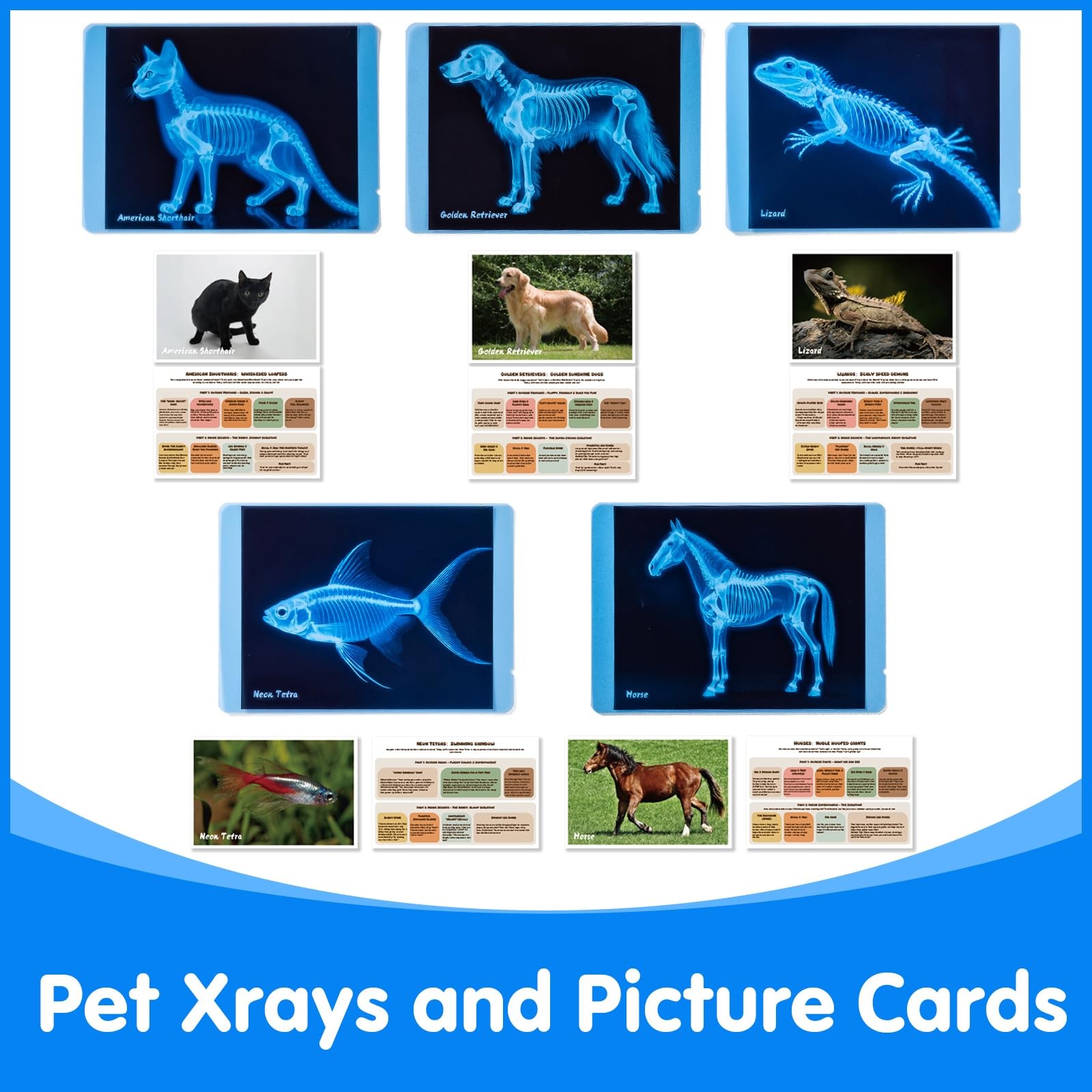 Pet Series Animal Xrays for Kids – Pet X-Rays Set, Light Table Manipulatives,…