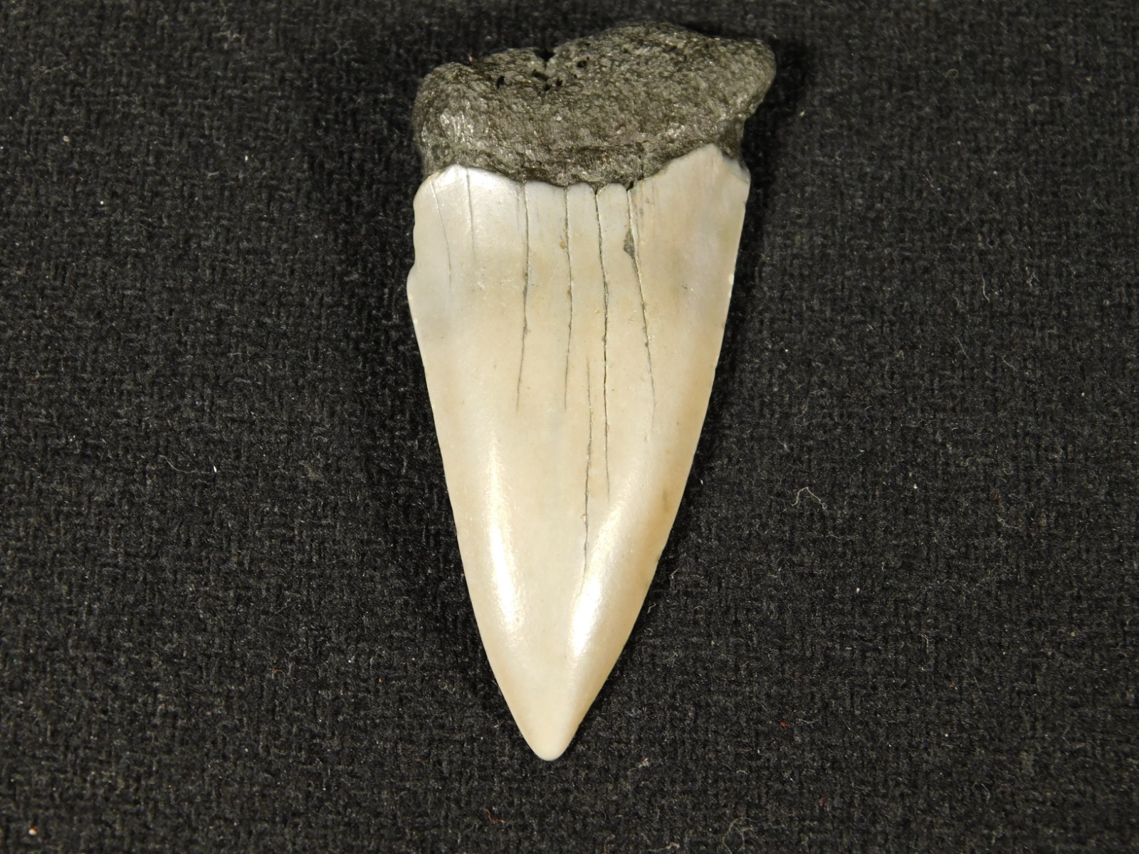 Long Ancestral Great WHITE SHARK Tooth Fossil 100% Natural South Carolina 12.6gr