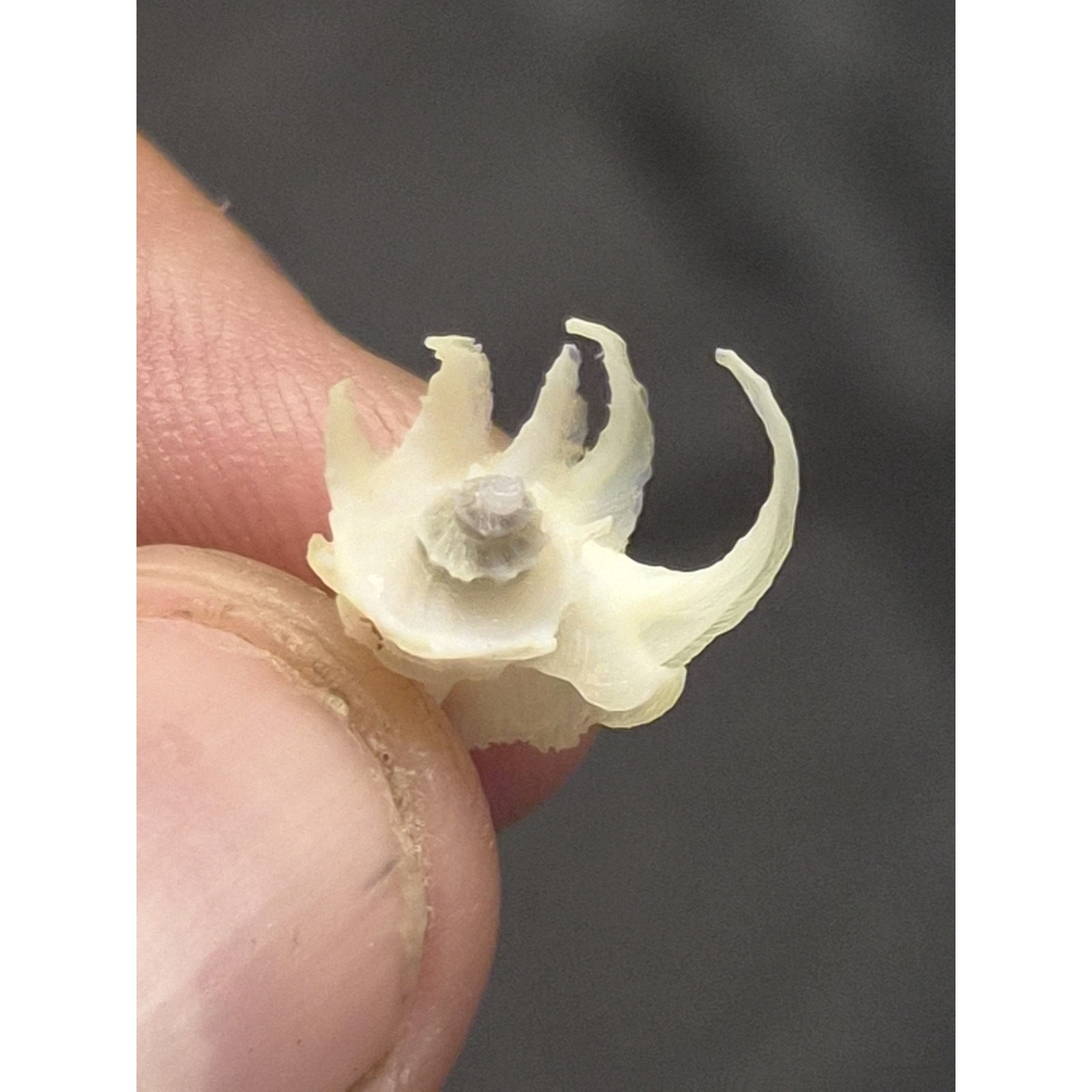 Latiaxis Shell Pair 14mm 7mm Bohol Philippines Phillip Clover Label
