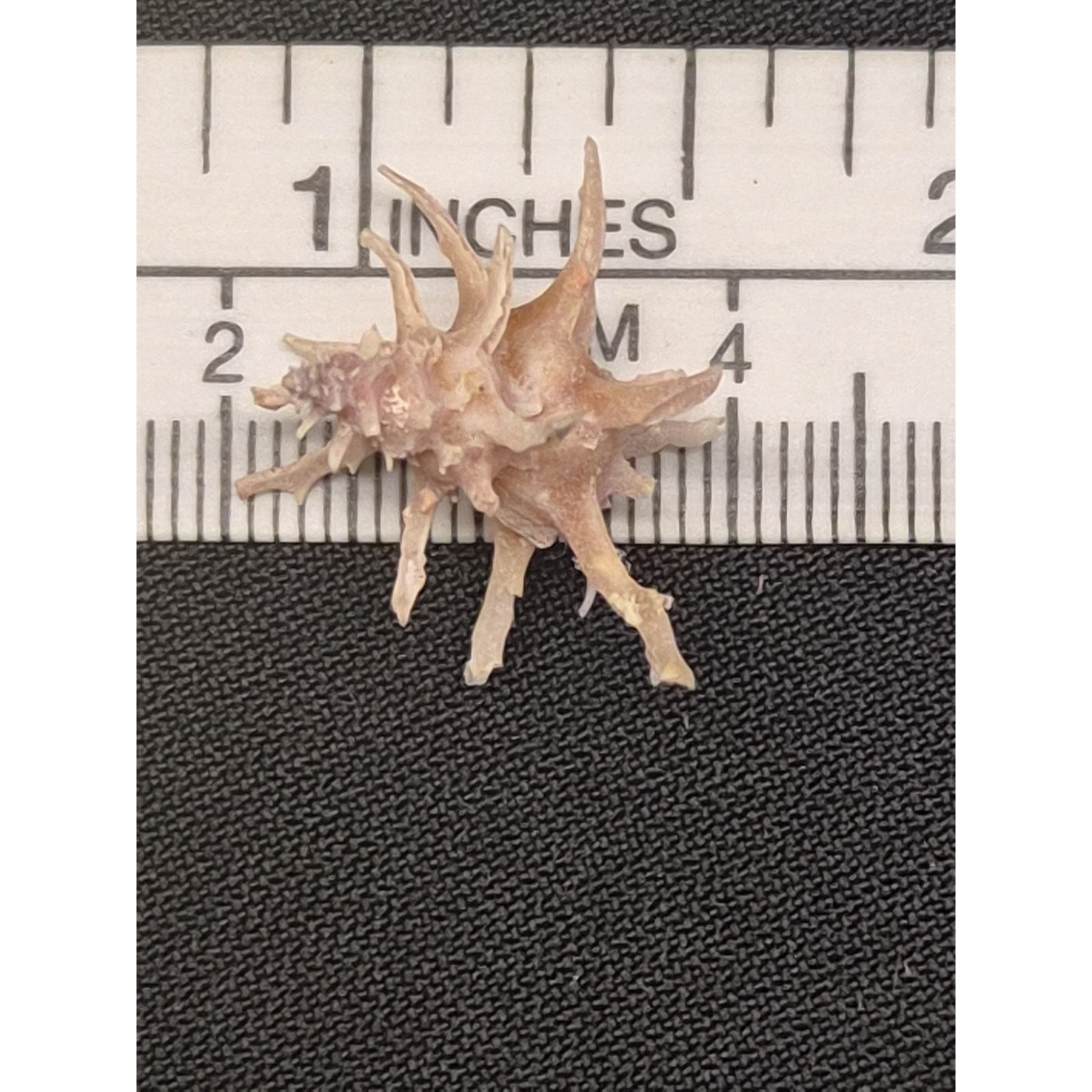 Latiaxis fruticosus 18mm Pink Spiny Shell Bohol Philippines w/ Label