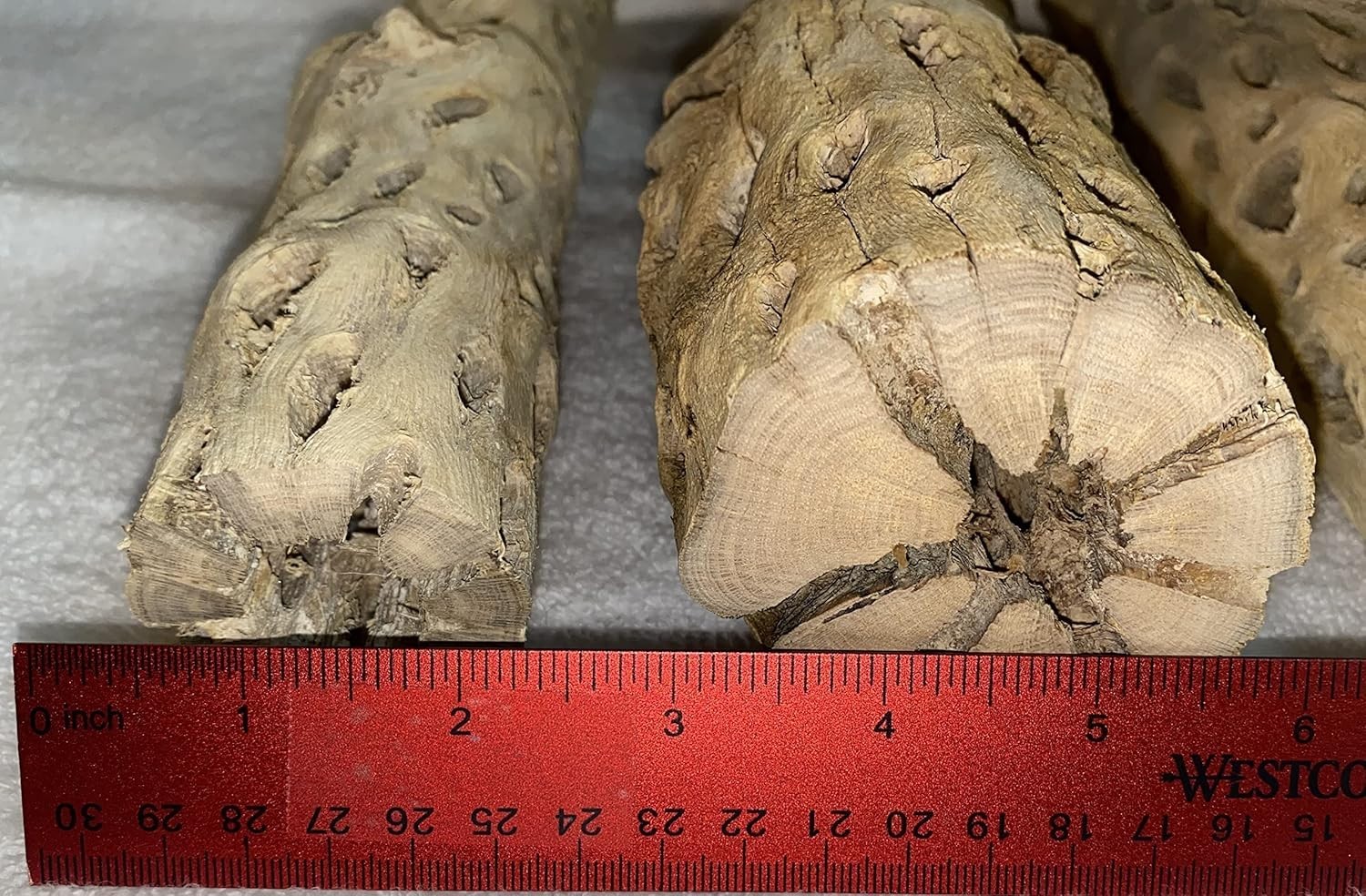 XL Cholla Wood Hollow Tube 6in x Up to 2in – Natural Aquarium & Terrarium Decor