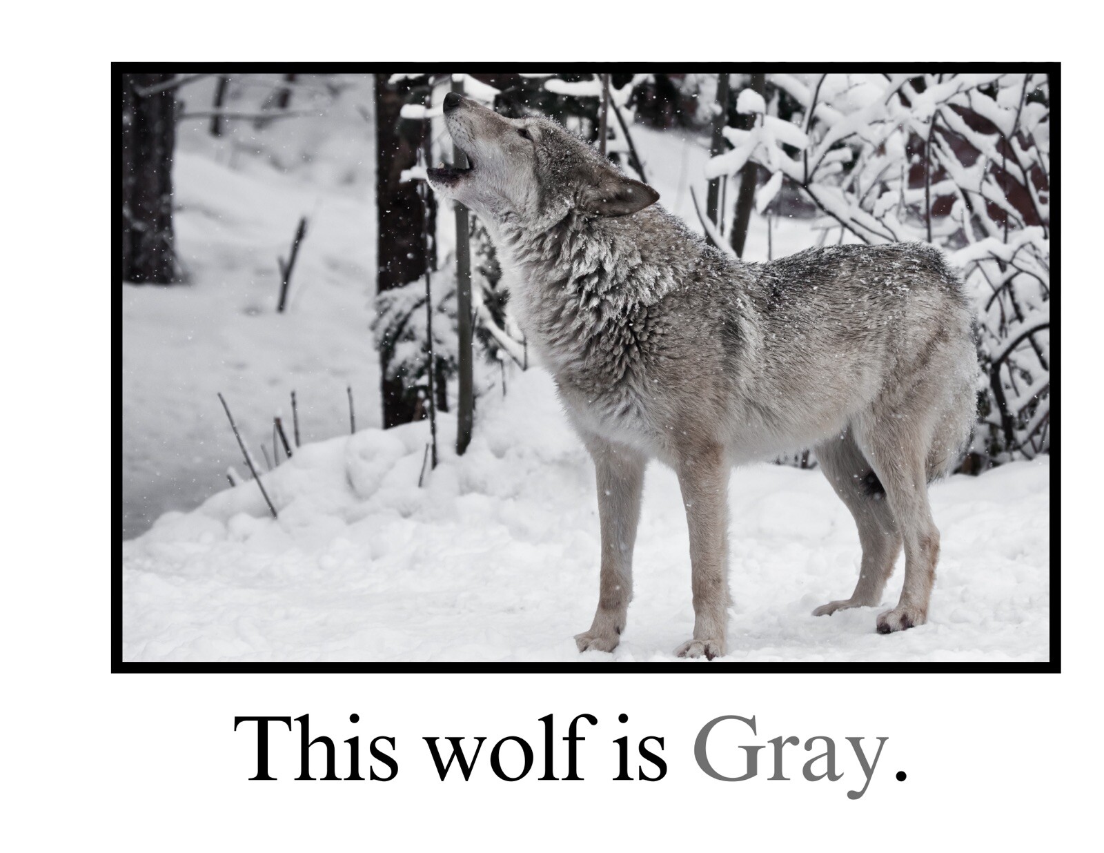 Gray | Guess Who Is Gray? | LEARNING COLORS | Spiral Bound Picture Book