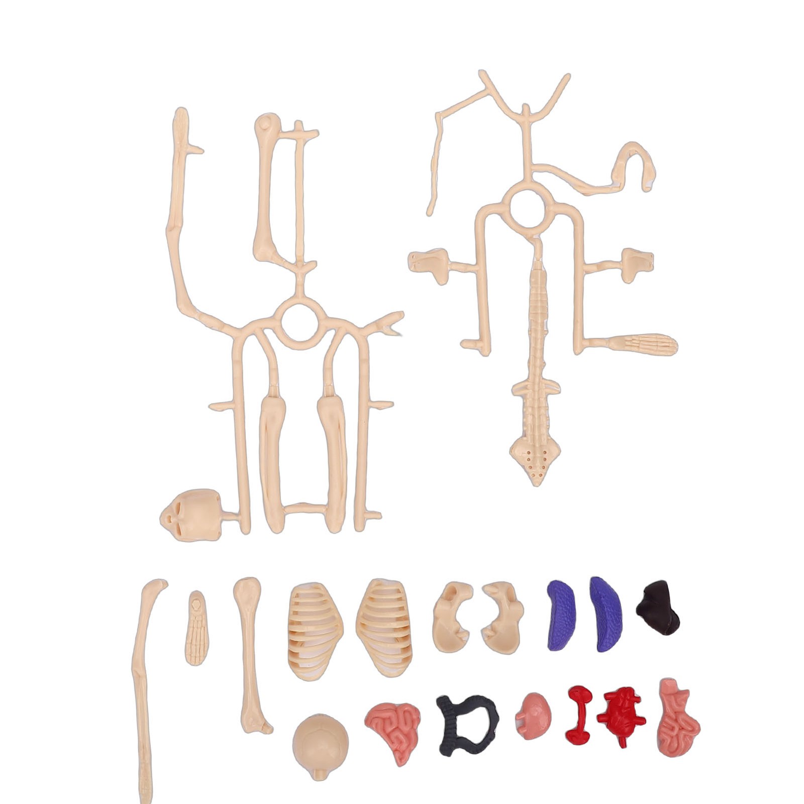 1-Clear Human Body Skeleton Model Kit 3D Human Anatomy Structure Model Kit