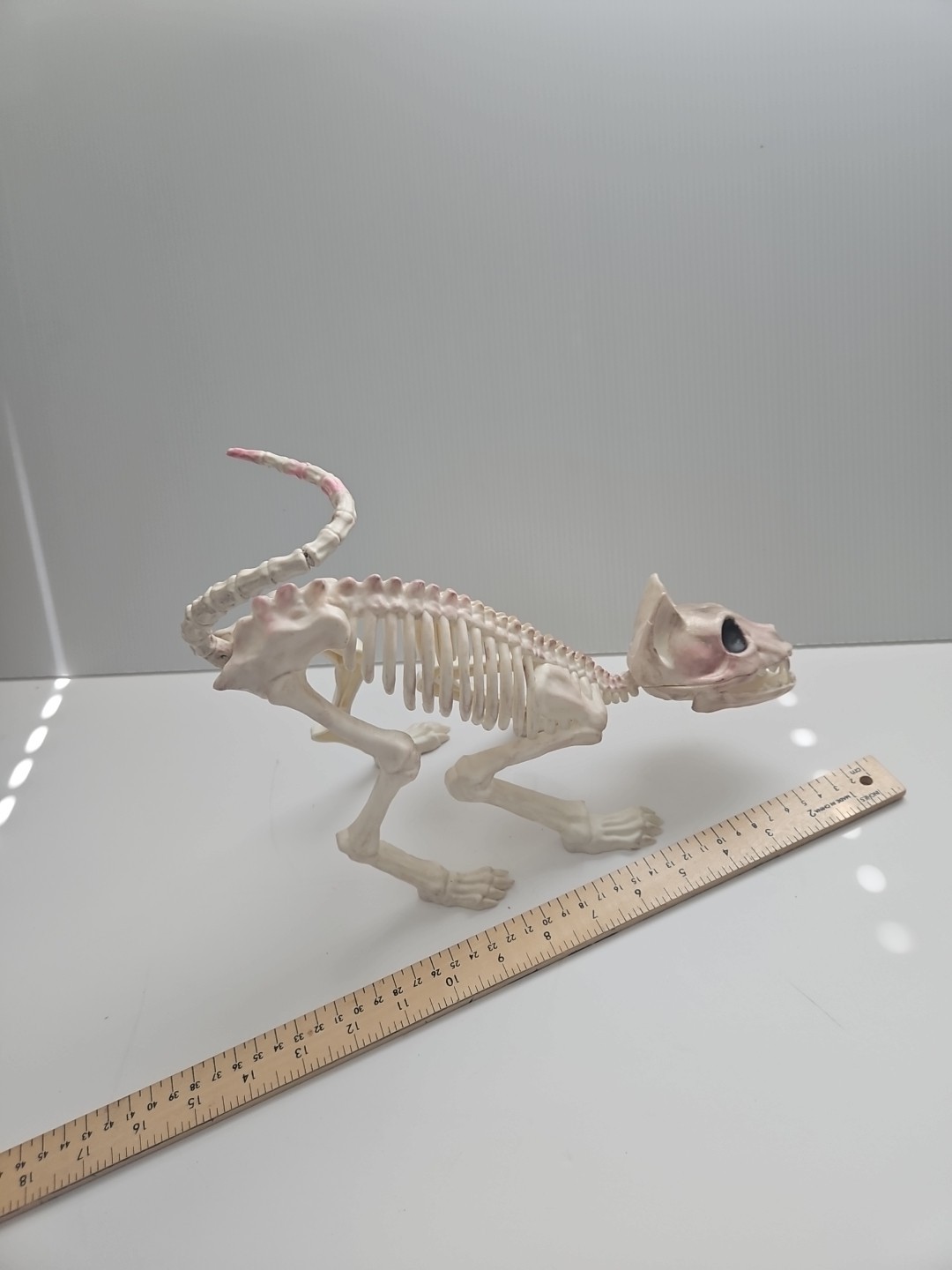 Halloween Scary Skeleton Decoration 1 PC Crouching Cat Skeleton Cat Skull Model