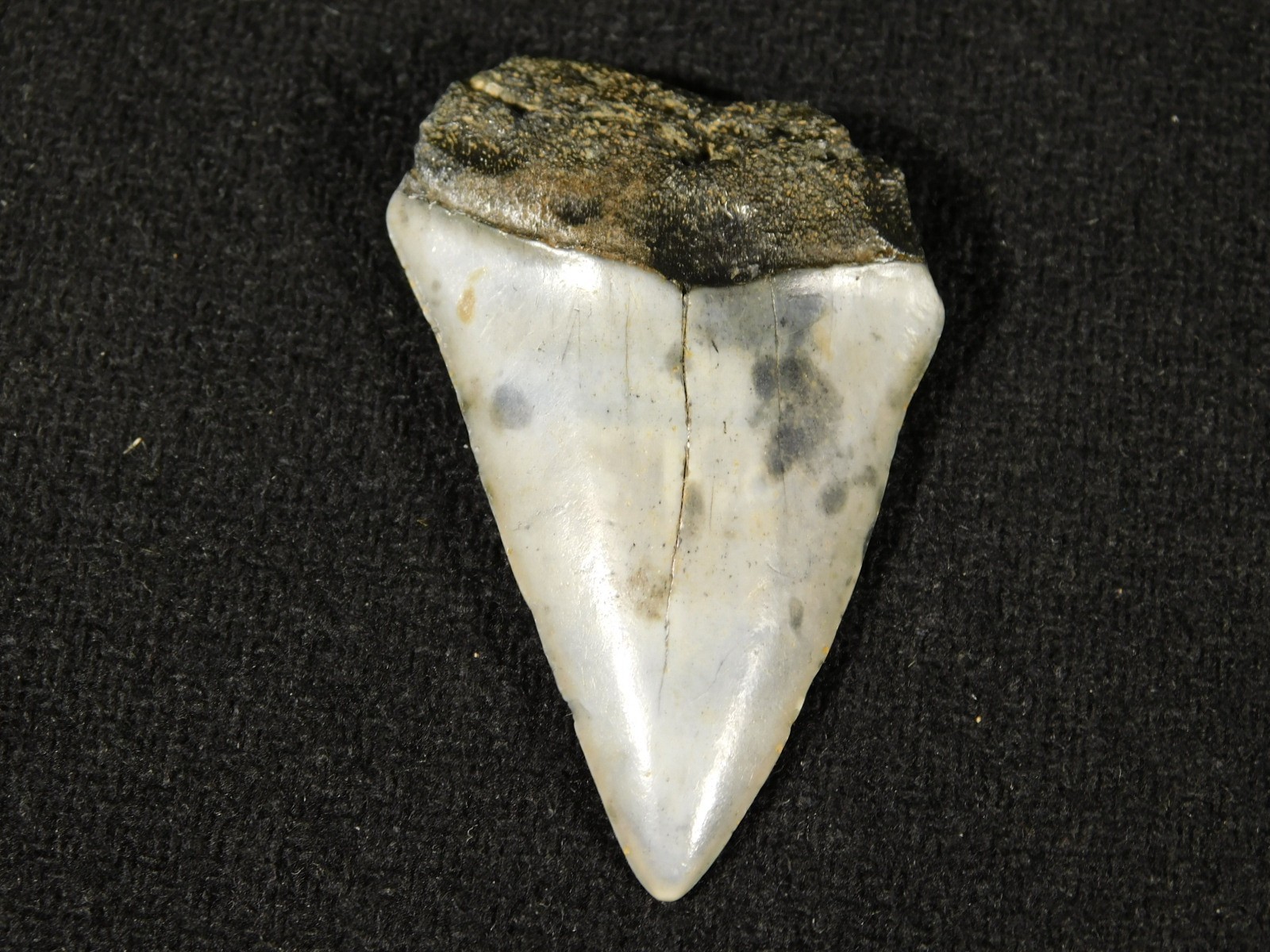 Ancestral Great WHITE SHARK Tooth Fossil 100% Natural 10.0gr