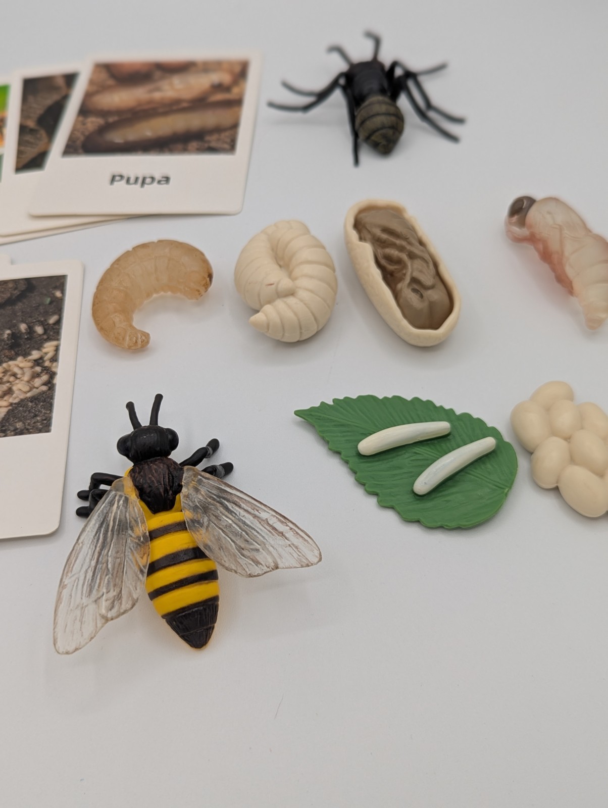 Montessori Educational Home School Bee & Ant Lifecycle Models W/ Flash Cards